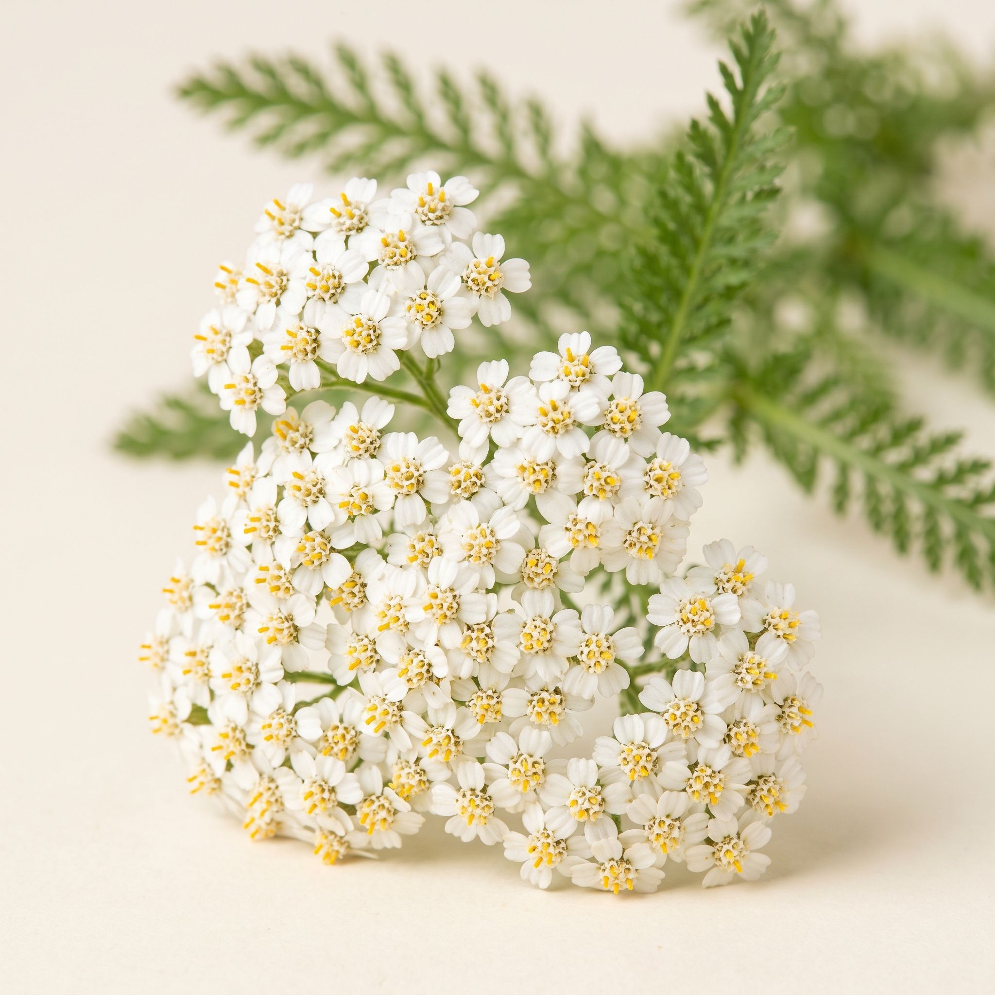 Achillea Millefolium Flower Extract - view 1