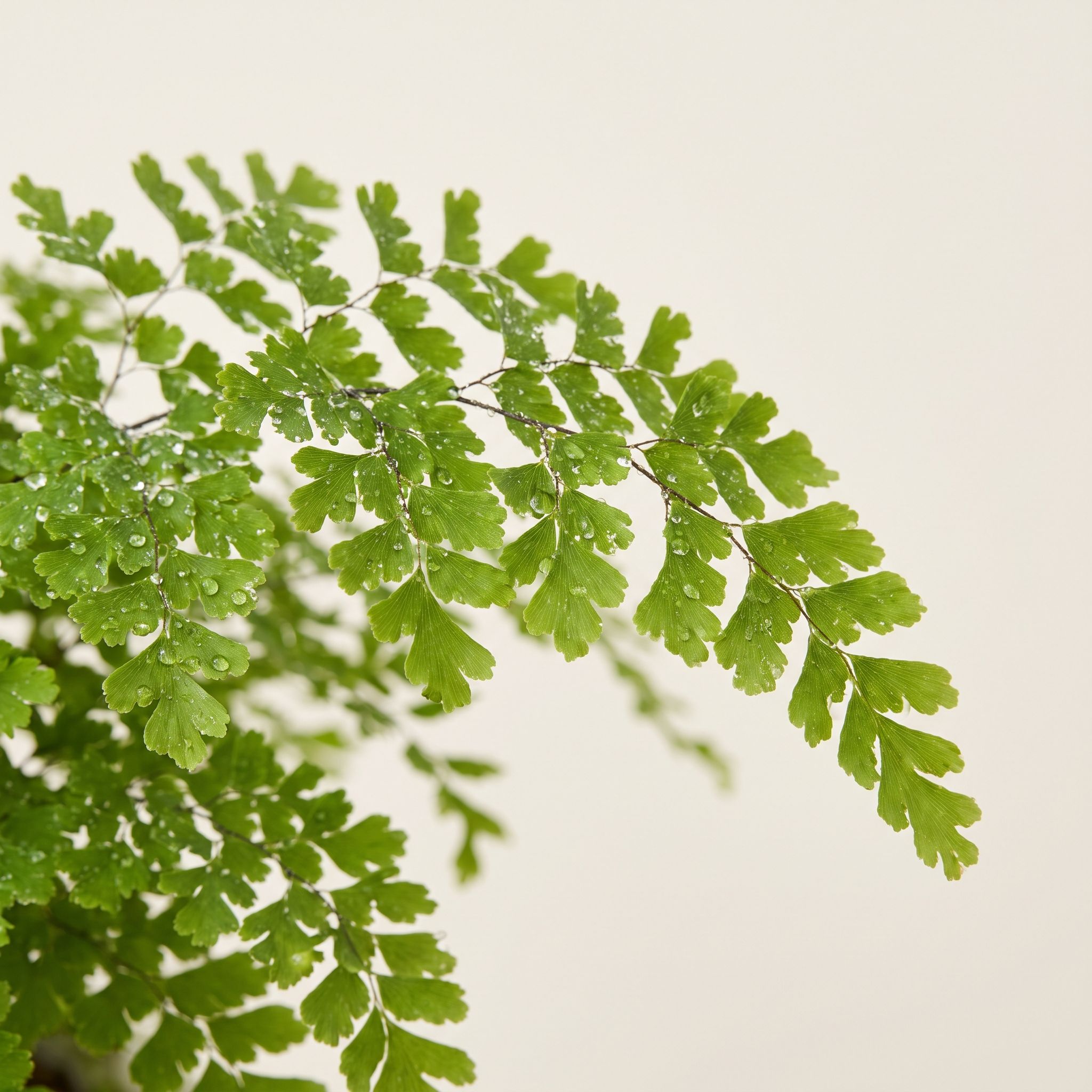 Adiantum Capillus Leaf Extract - view 1