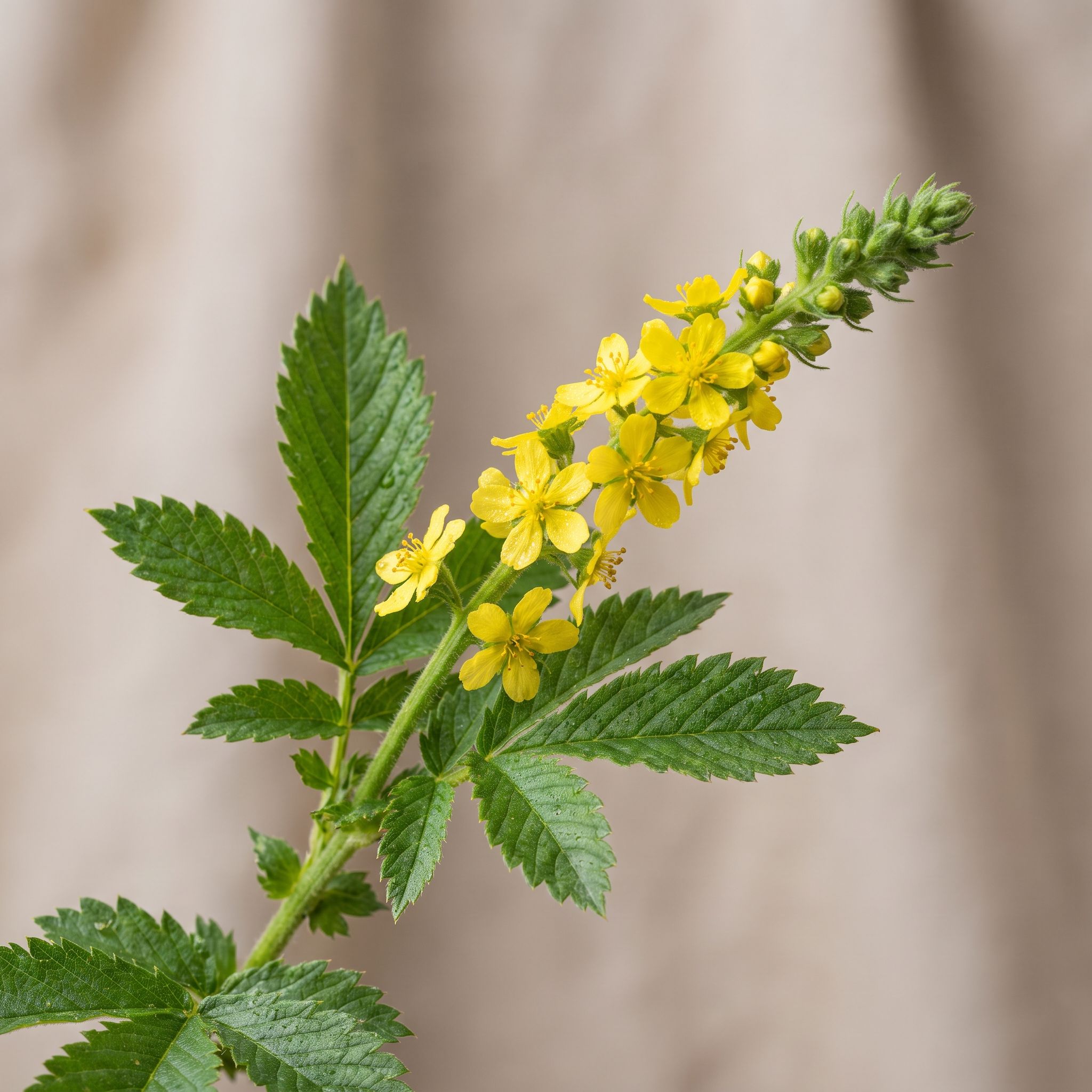 Agrimonia Eupatoria Herb Extract - view 1