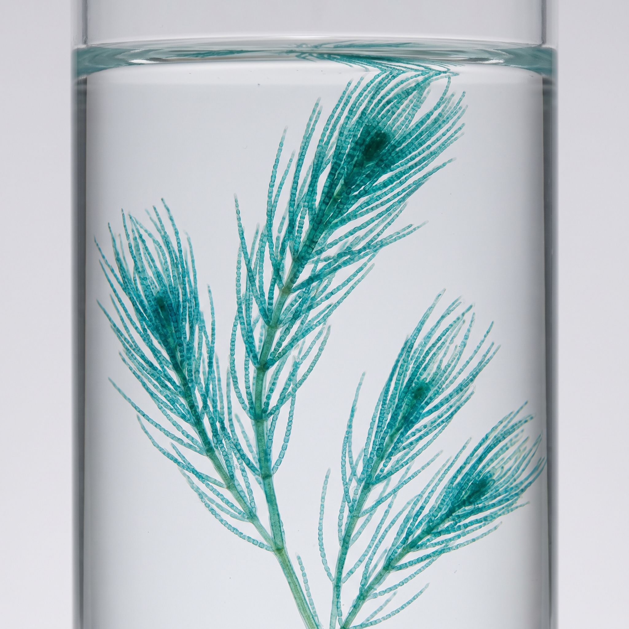 Aphanizomenon Flos-Aquae Flower Extract - view 1