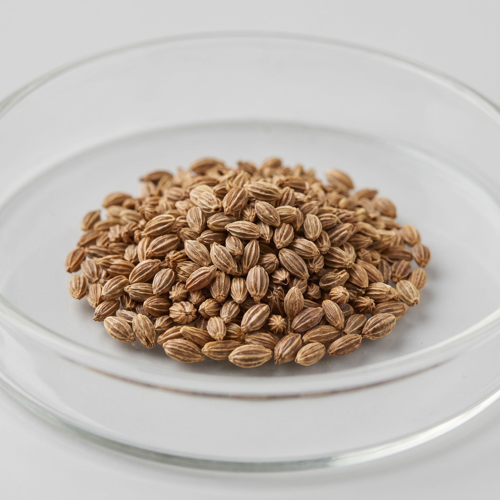 Apium Graveolens Seed Extract - view 1