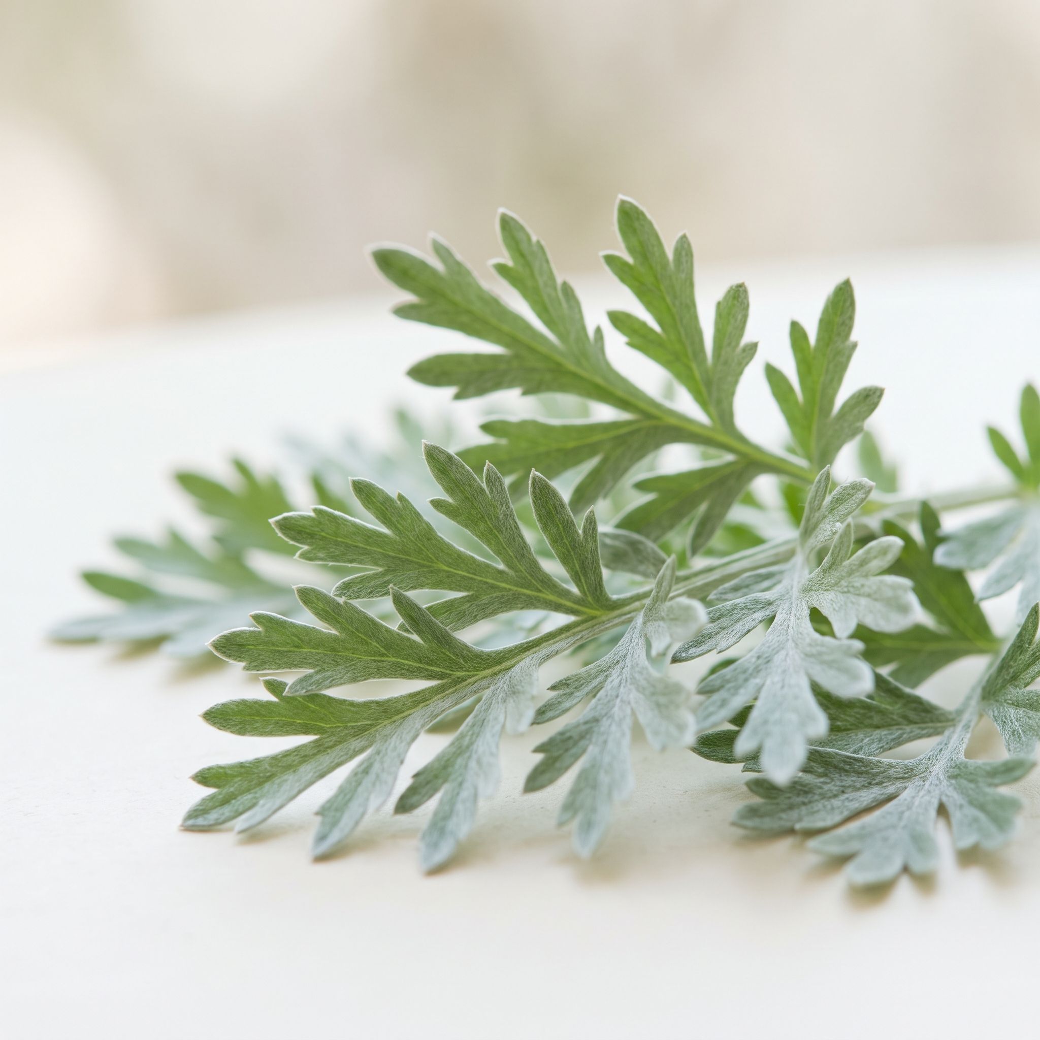 Artemisia Absinthium Leaf Extract - view 1