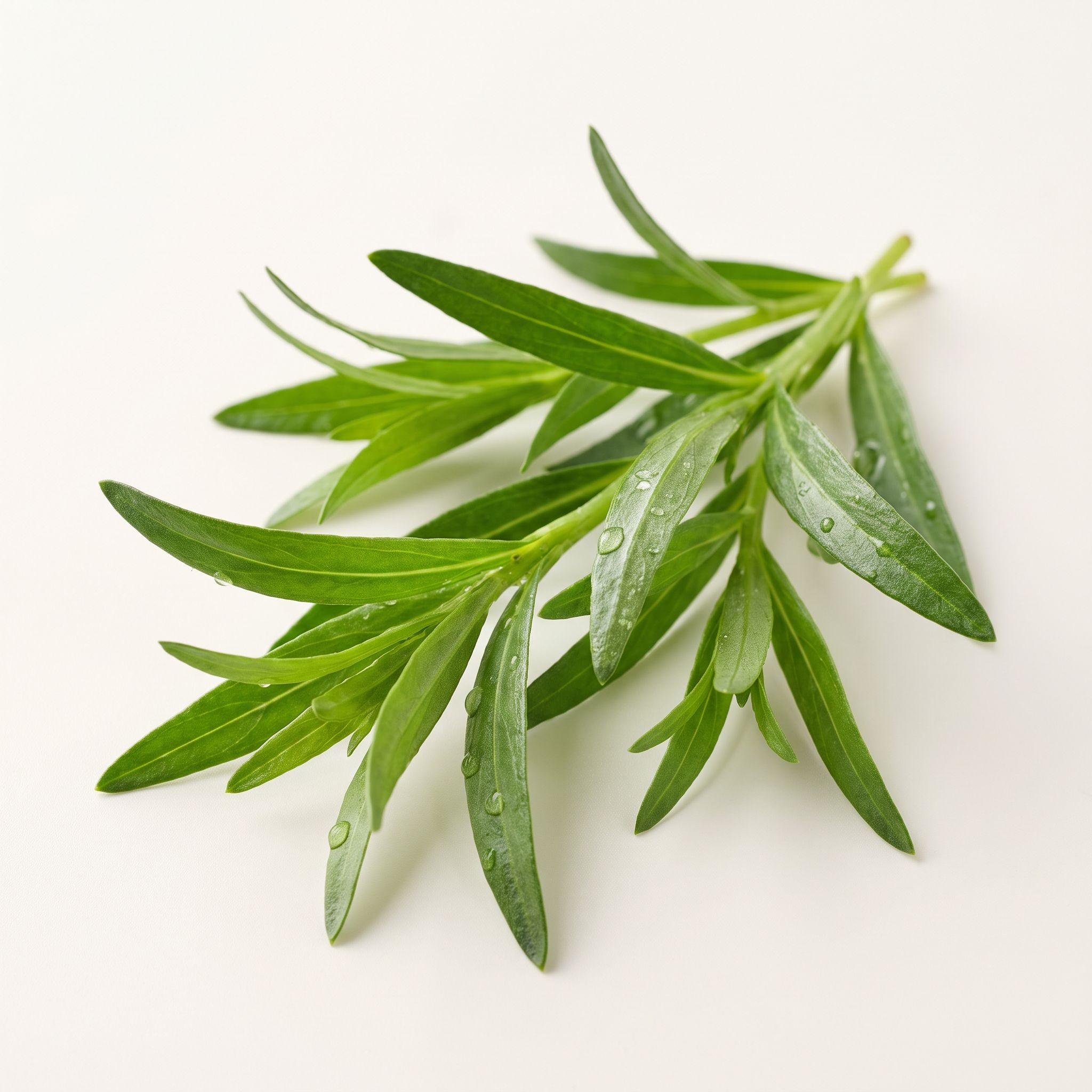 Artemisia Dracunculus Leaf Extract - view 1