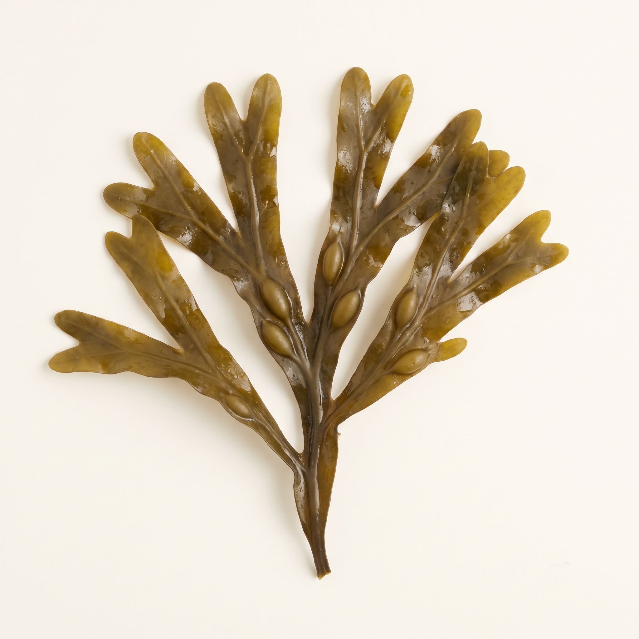 Ascophyllum Nodosum Extract - view 1