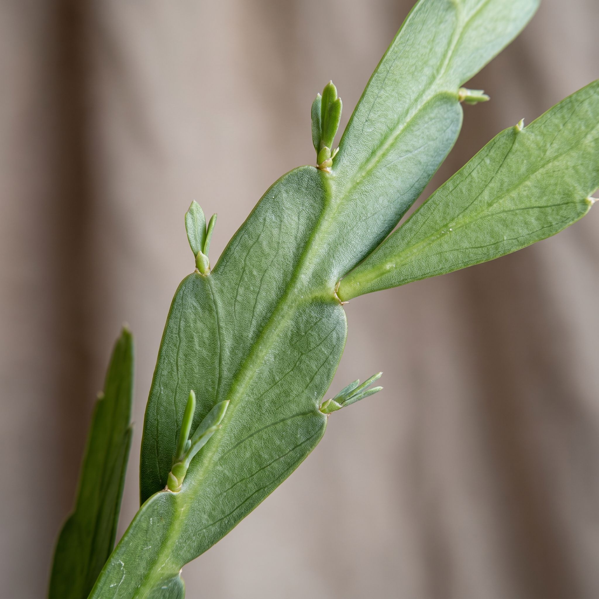 Baccharis Gaudichaudiana Leaf/Stem Extract - view 1