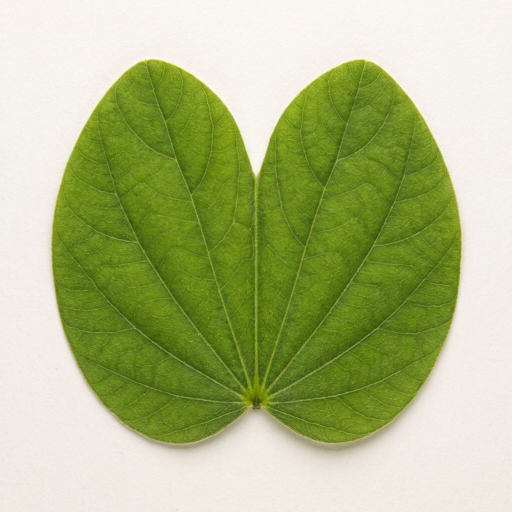 Bauhinia Forficata Leaf Extract - view 1