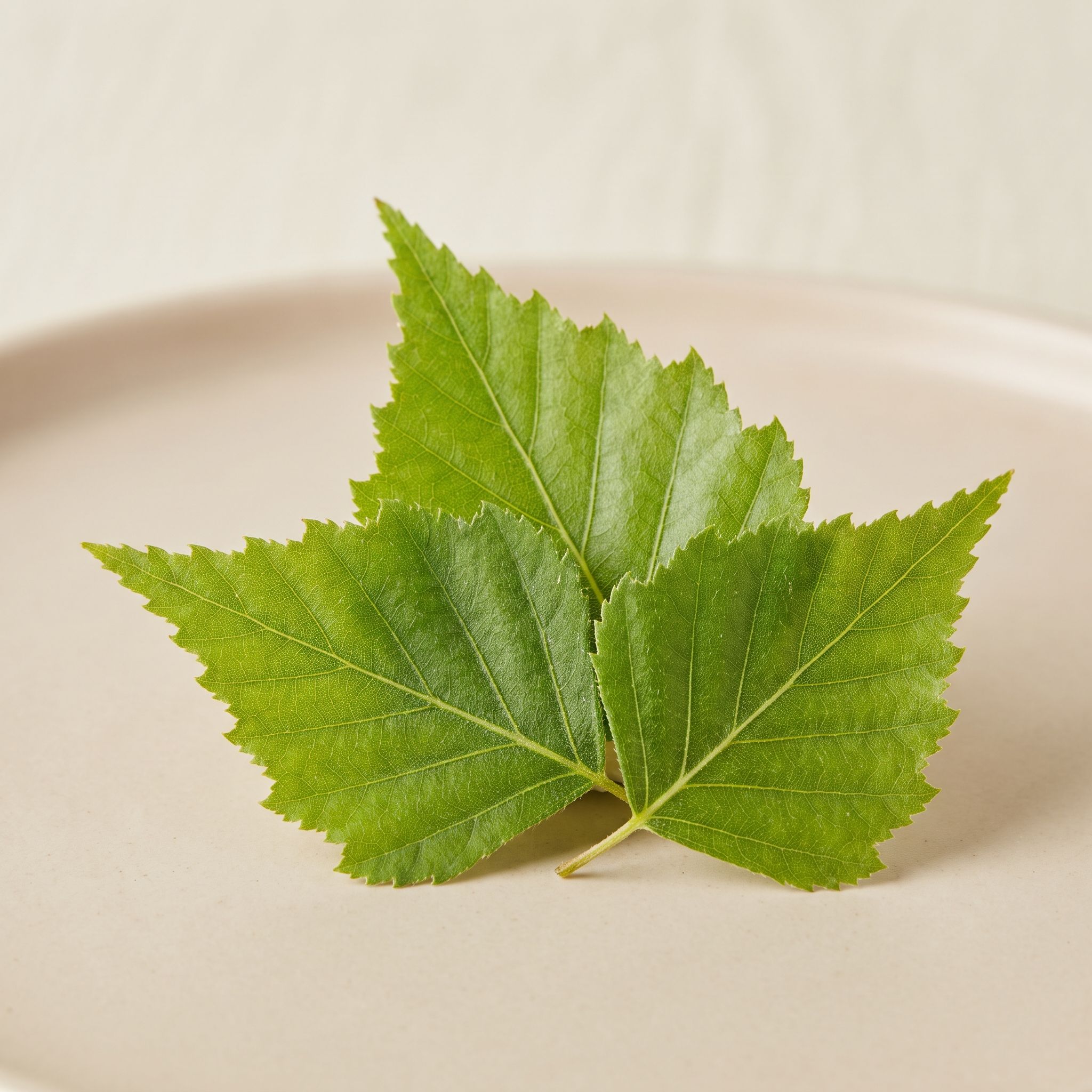 Betula Pendula Leaf Extract - view 1