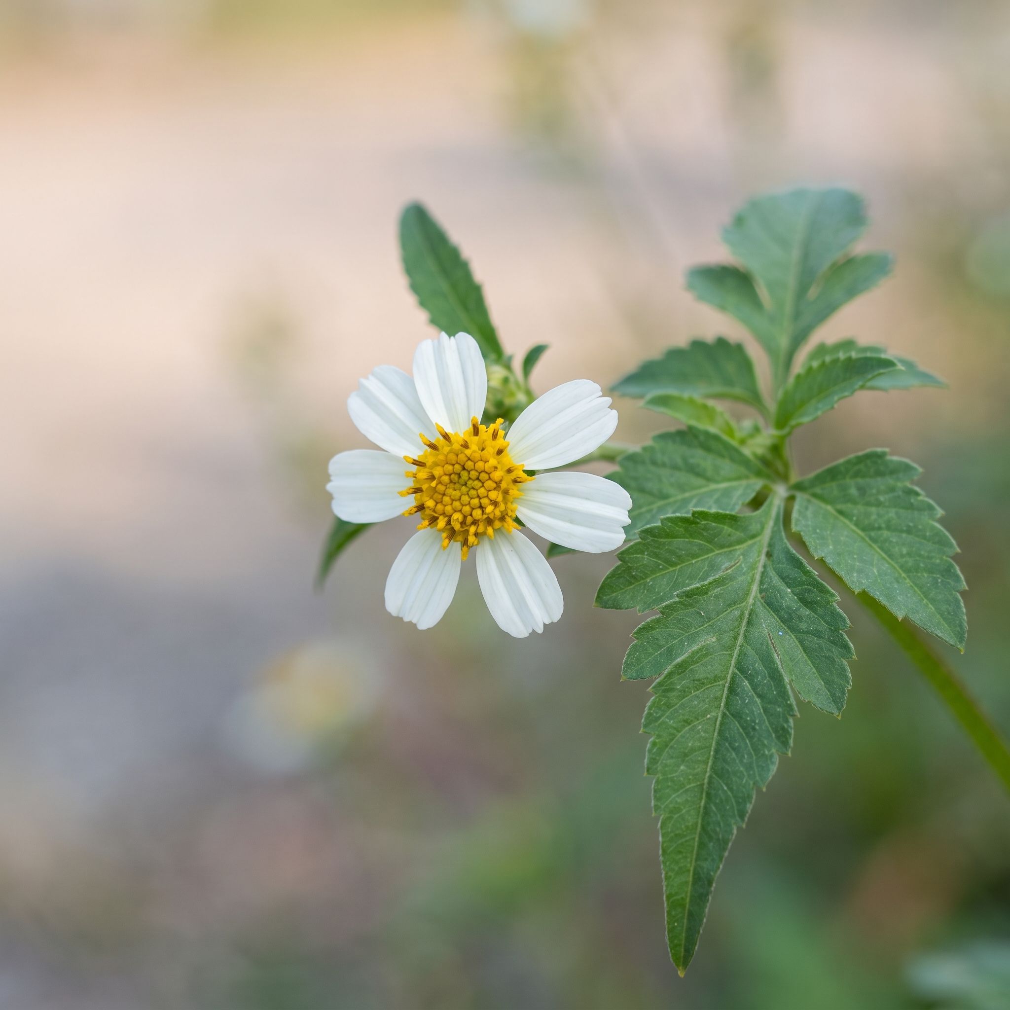 Bidens Pilosa Herb Extract - view 1