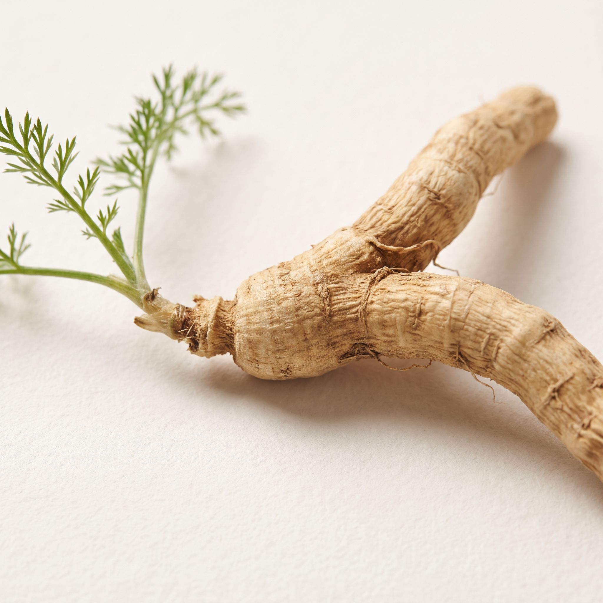 Bupleurum Falcatum Root Extract - view 1