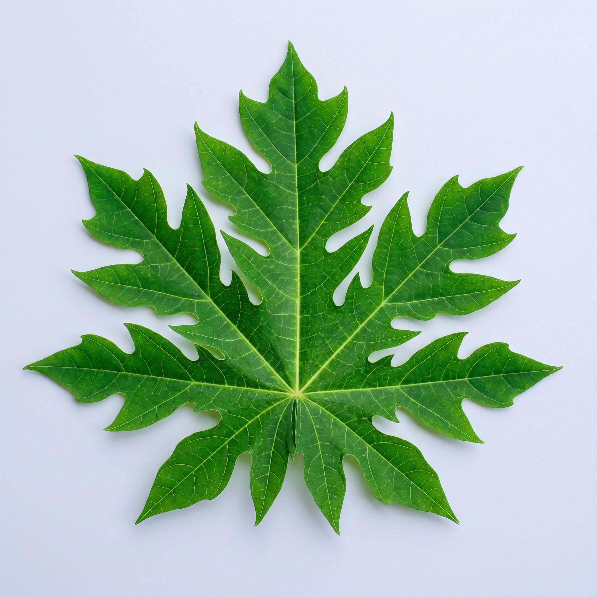 Carica Papaya Leaf Extract - view 1