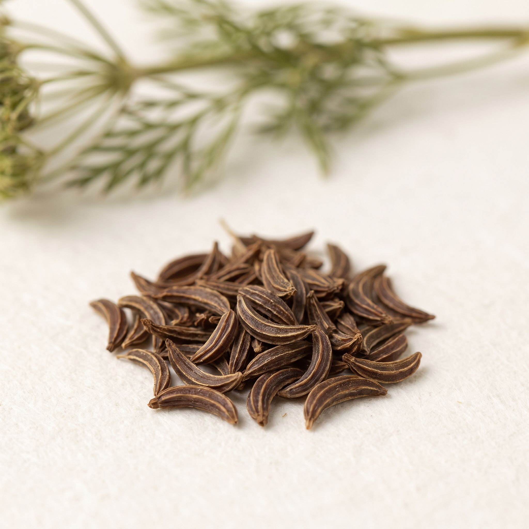 Carum Carvi Fruit Extract - view 1