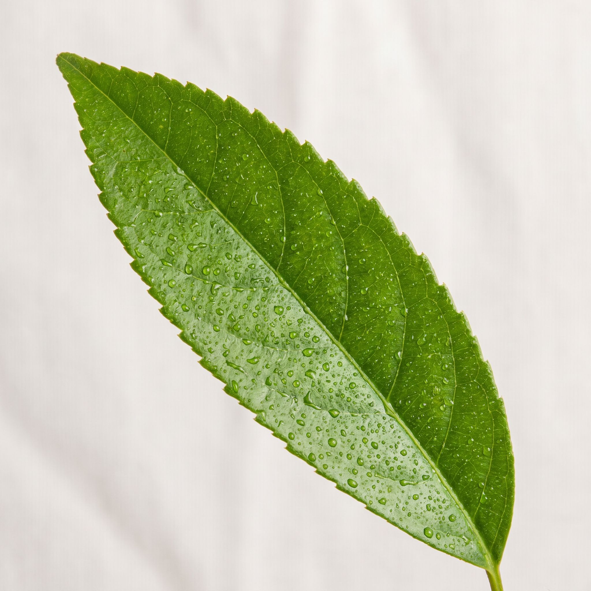 Casearia Sylvestris Leaf Extract - view 1
