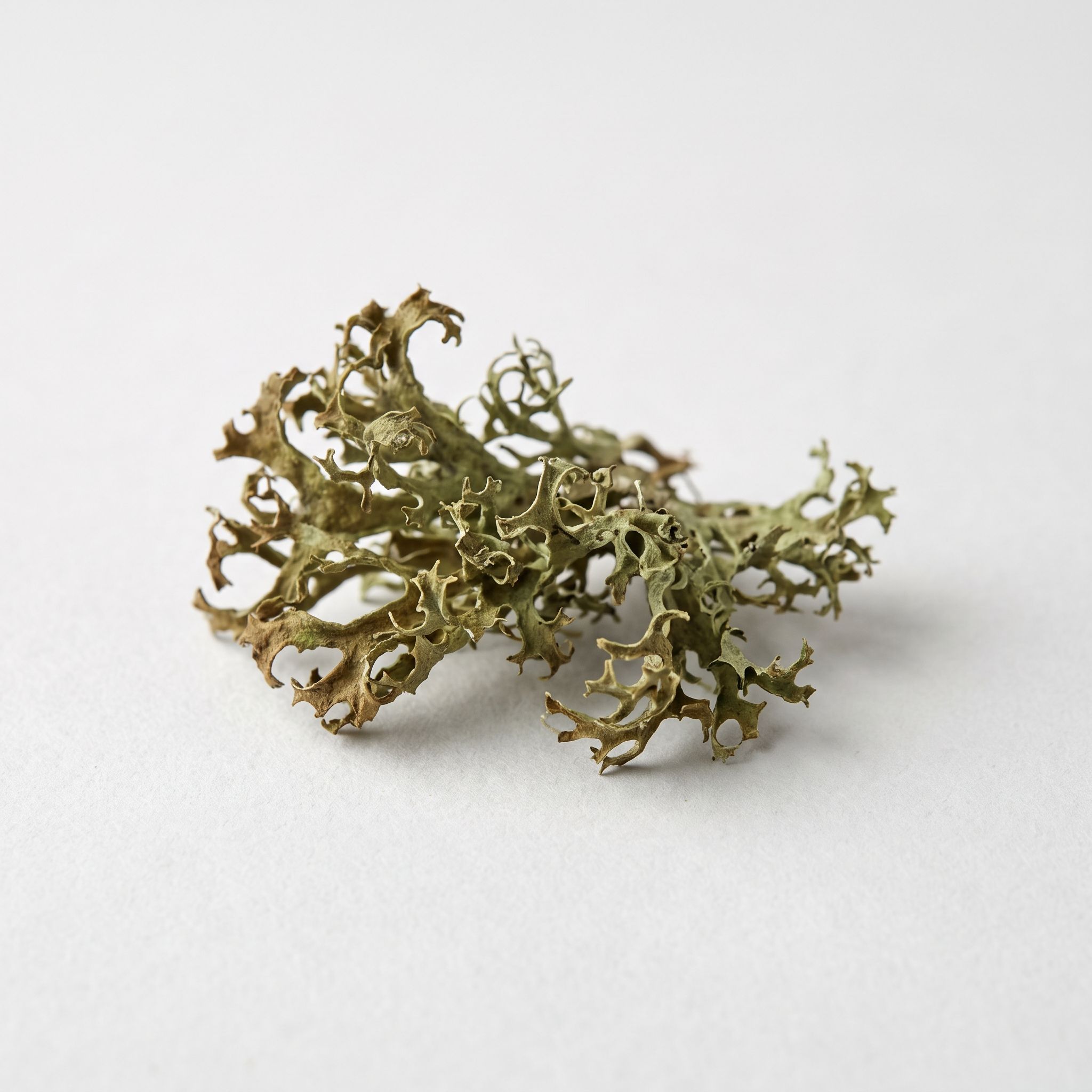 Cetraria Islandica Extract - view 1