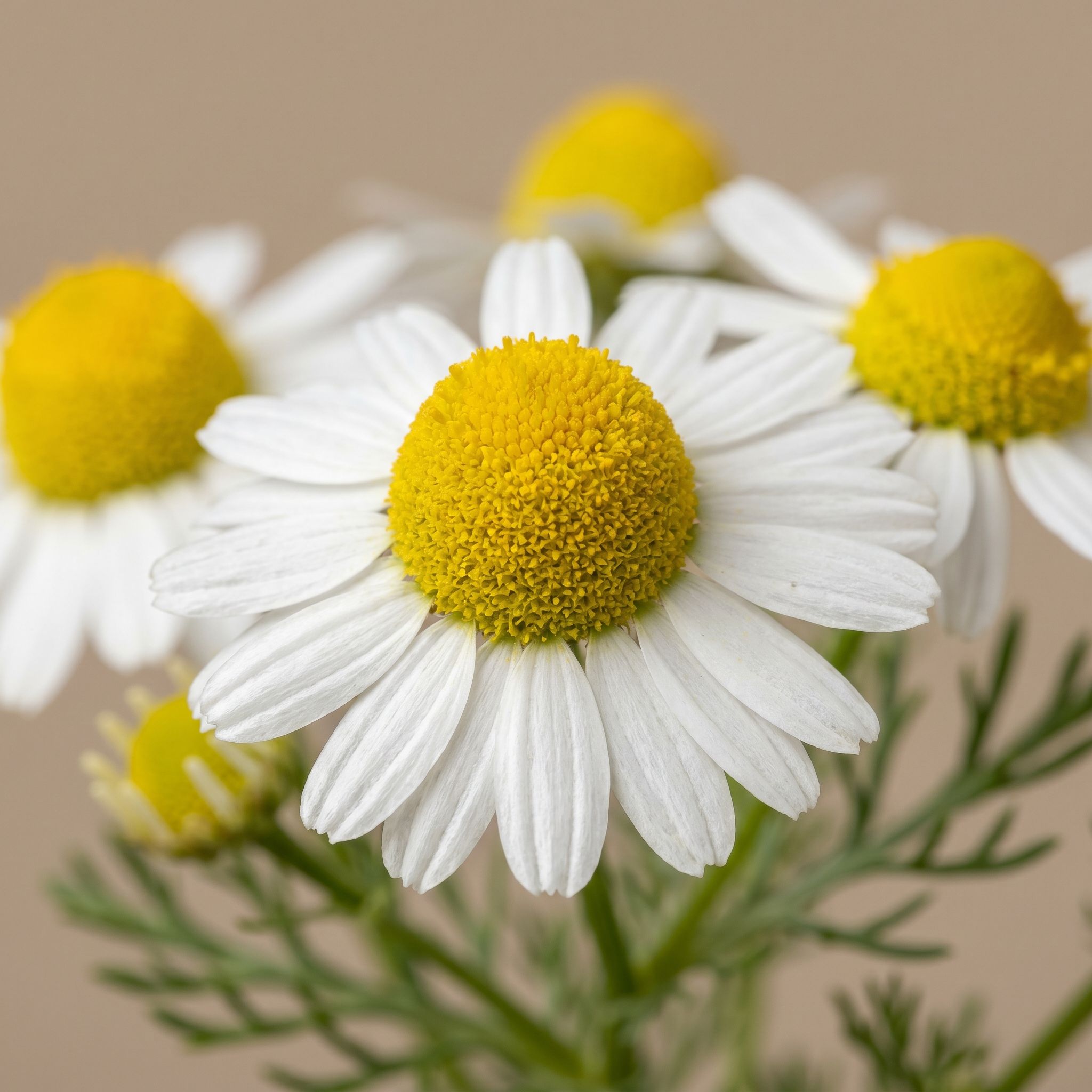 Chamomile Extract - view 1