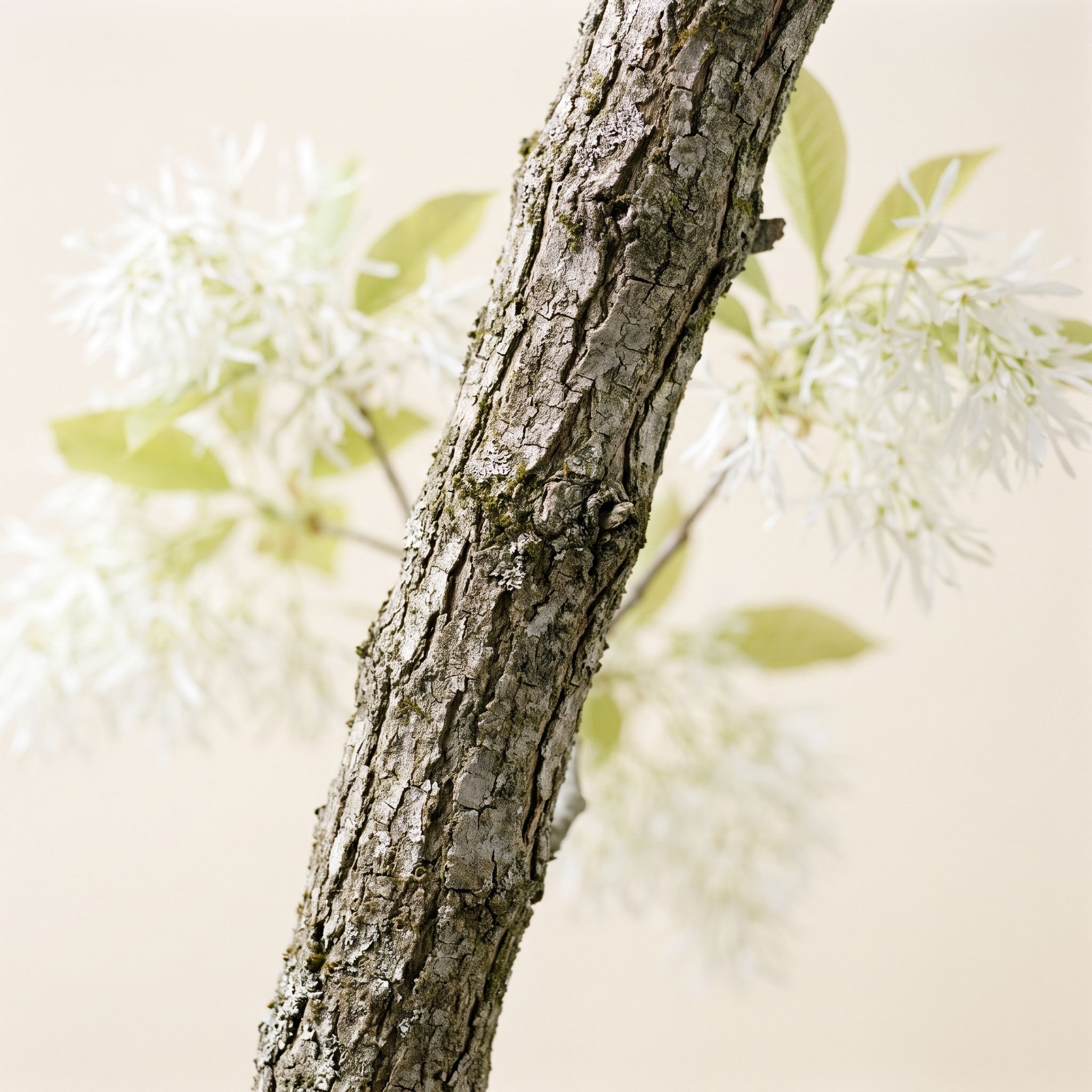 Chionanthus Virginicus Bark Extract - view 1
