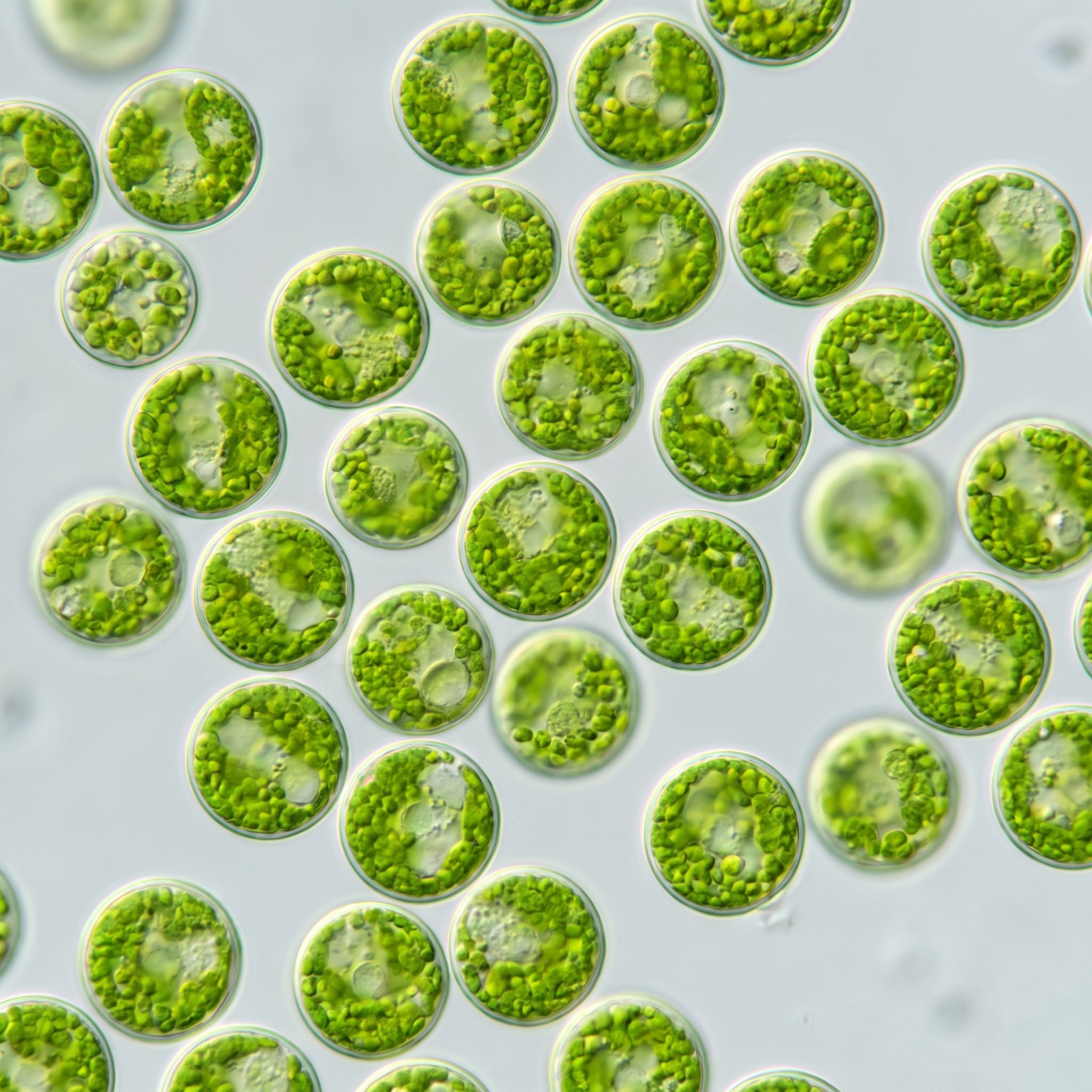 Chlorella Powder Extract - view 1