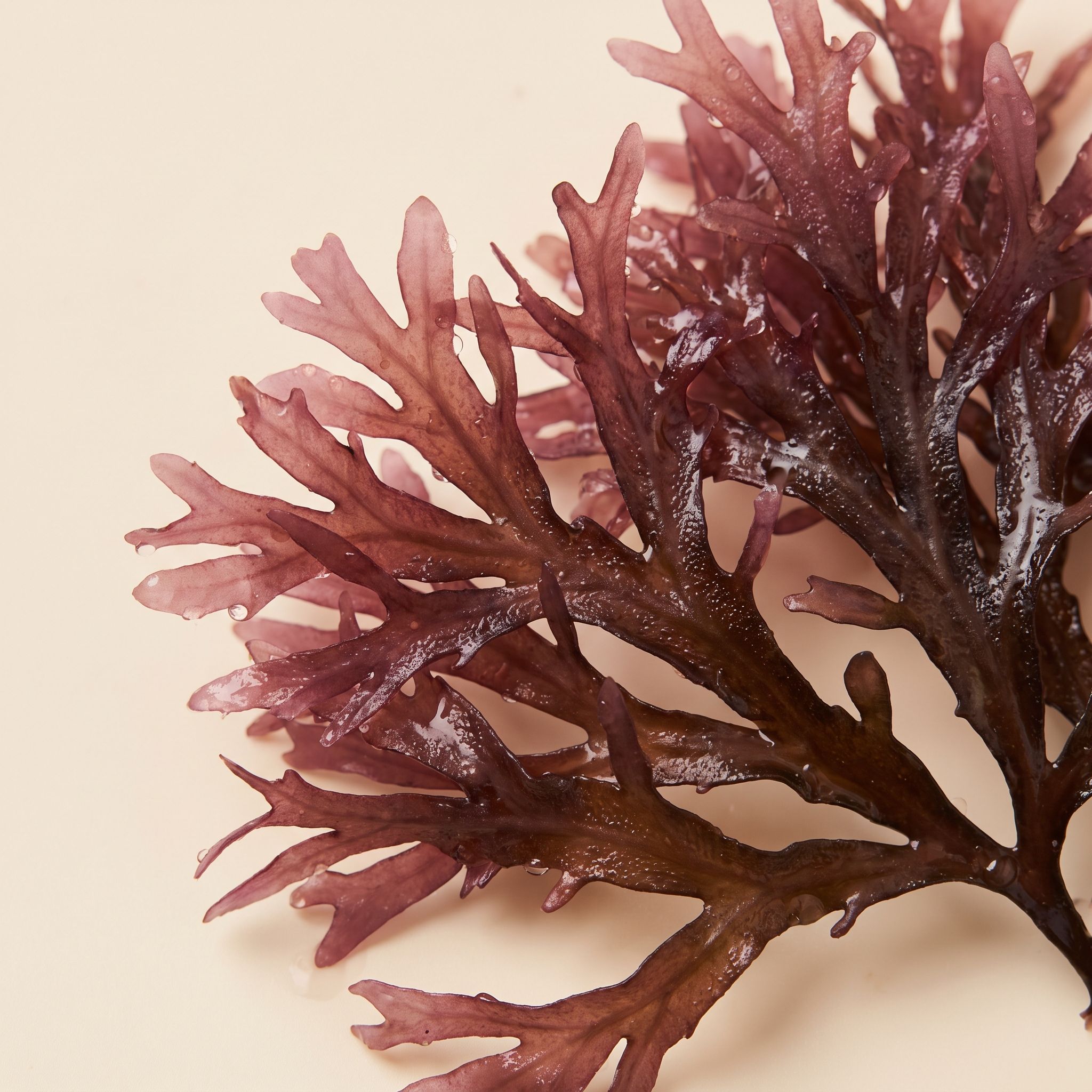 Chondracanthus Chamissoi Extract - view 1