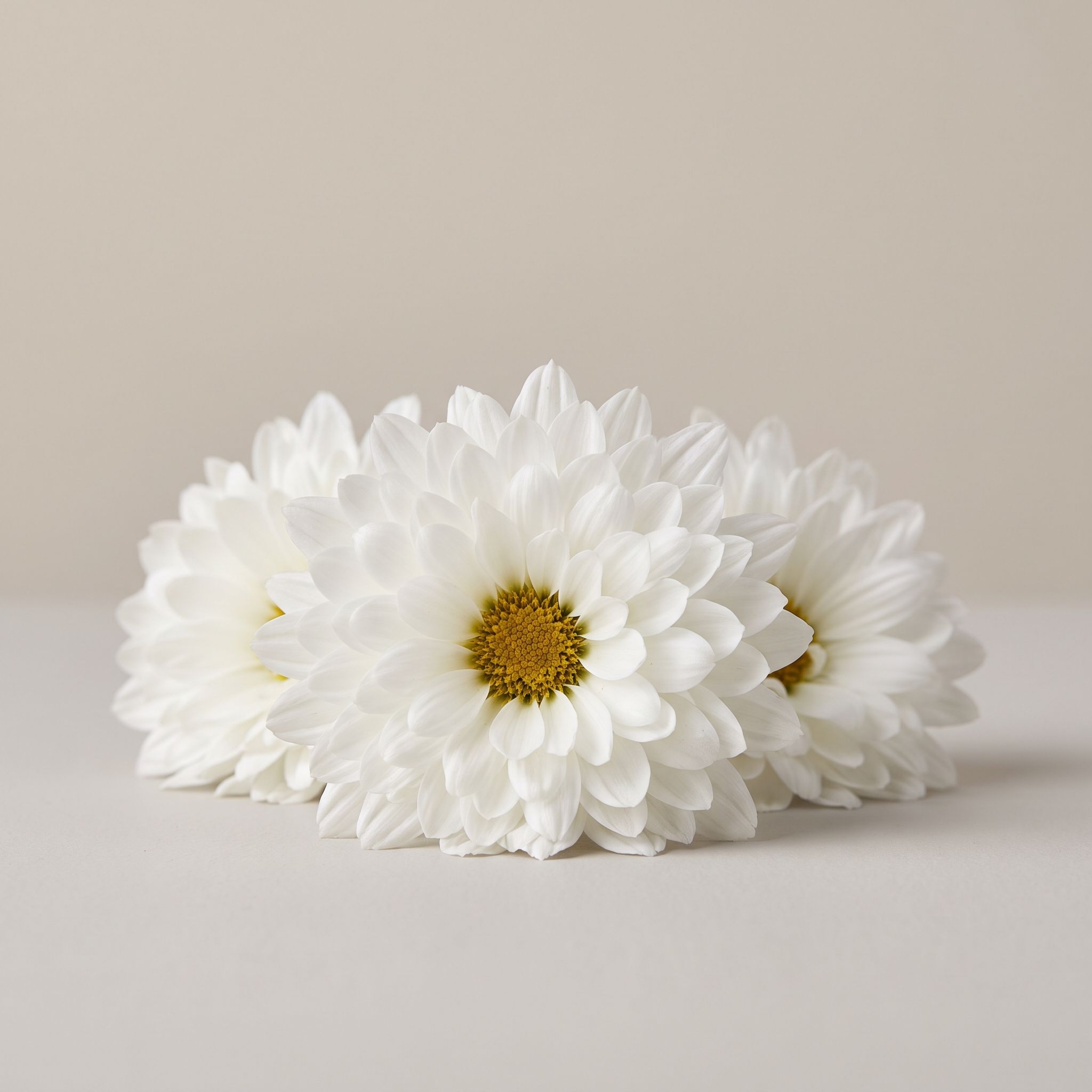 Chrysanthemum Morifolium Flower Extract - view 1