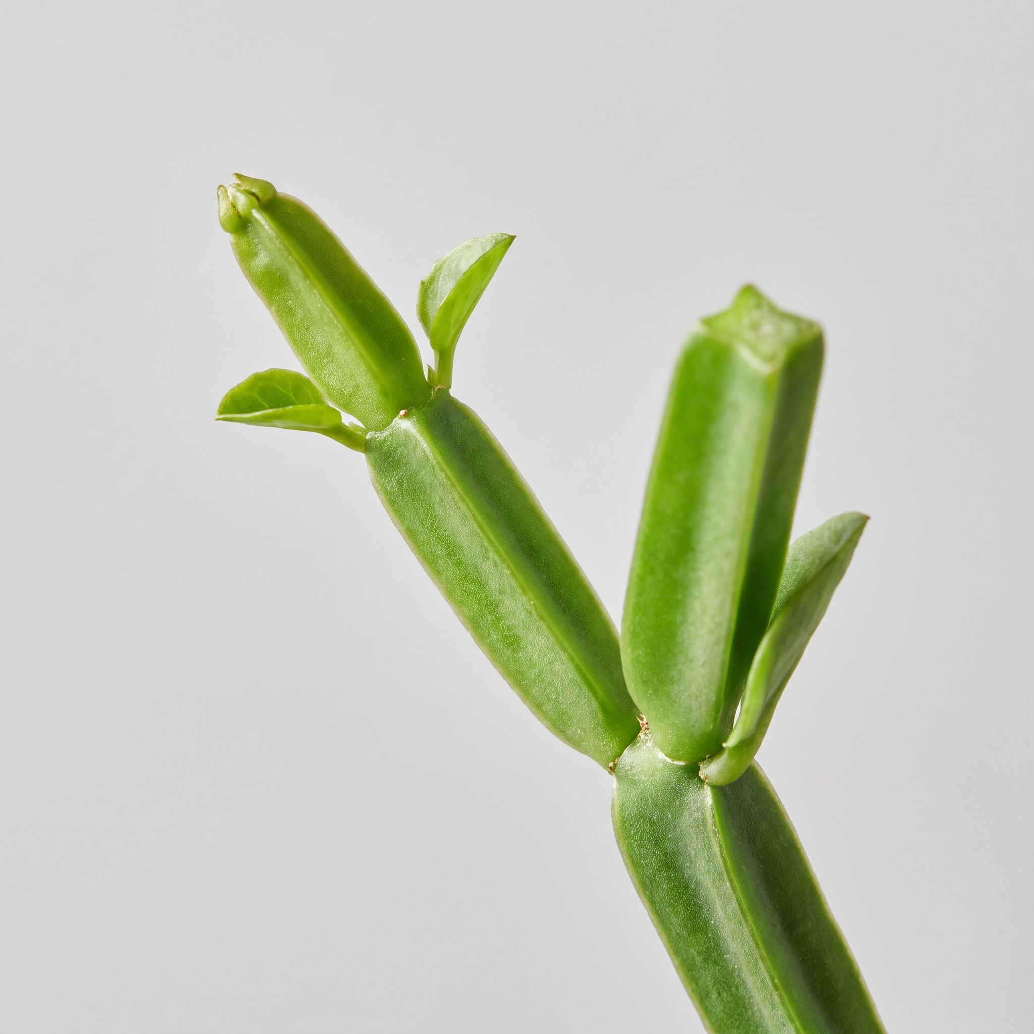 Cissus Quadrangularis Stem Extract - view 1