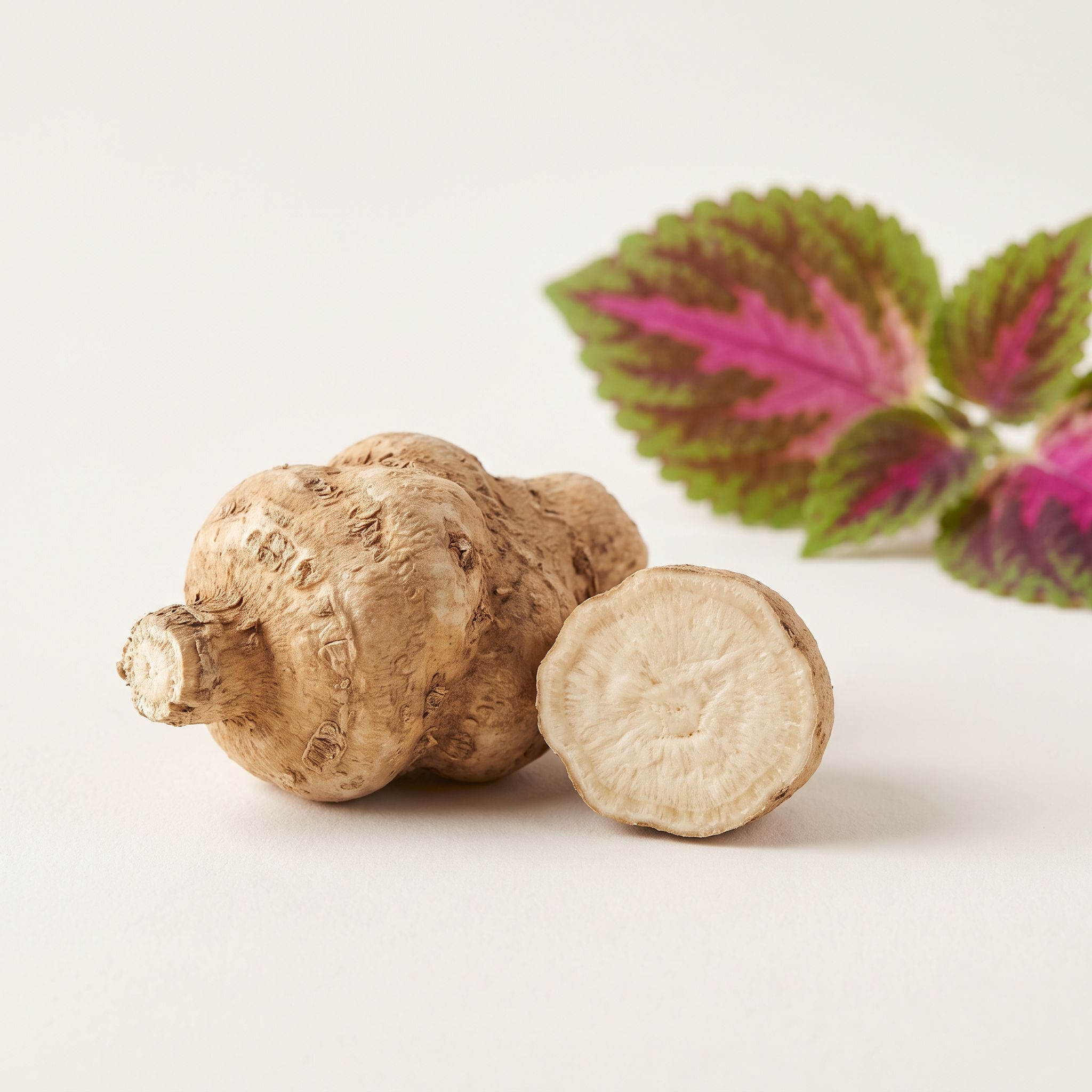 Coleus Forskolii Root Extract - view 1