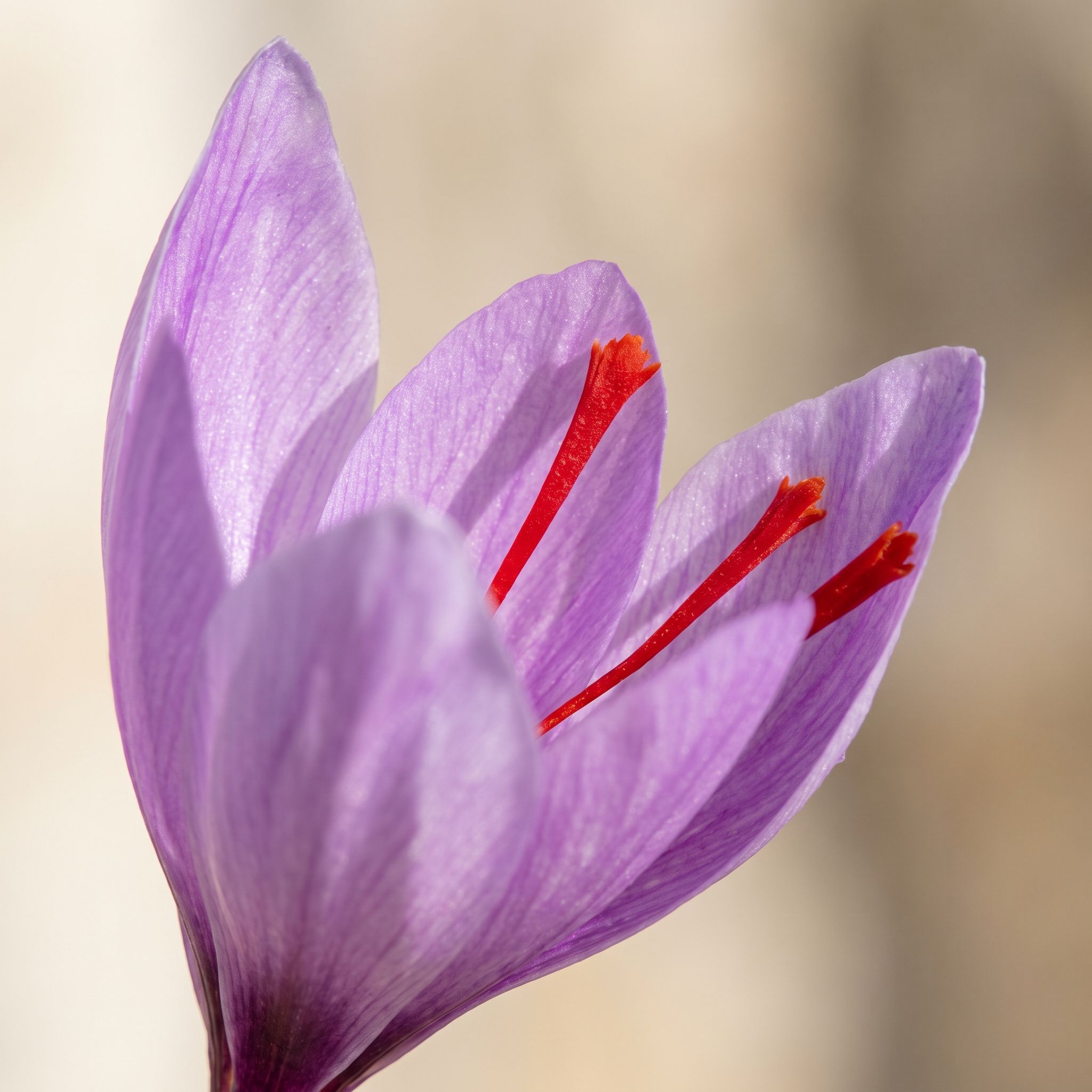Crocus Sativus Extract - view 1