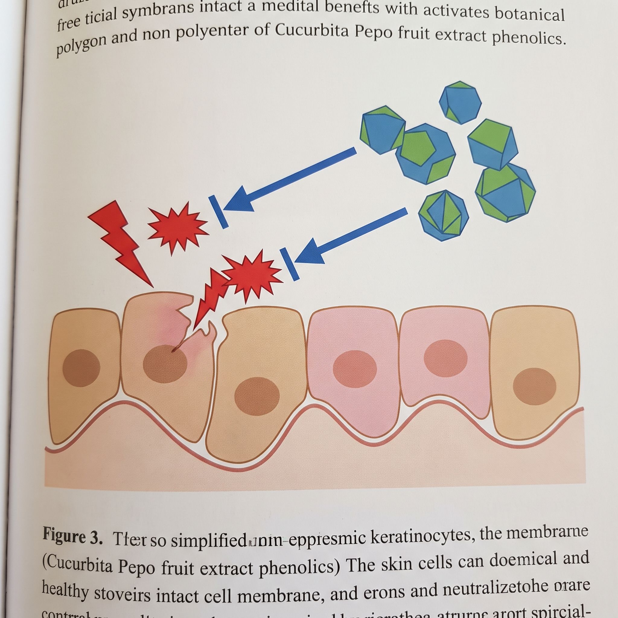 Cucubita Pepo Fruit Extract - view 3