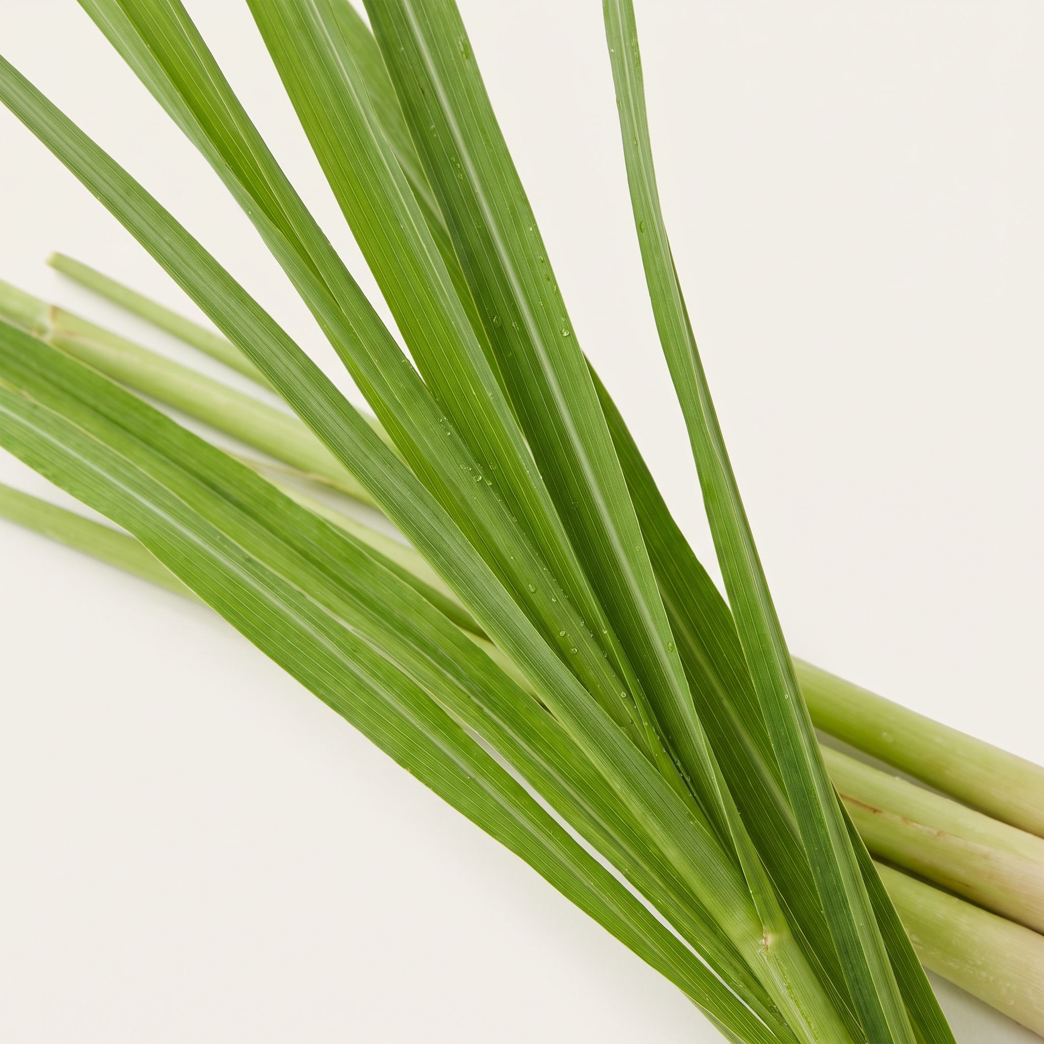 Cymbopogon Citratus Leaf Extract - view 1