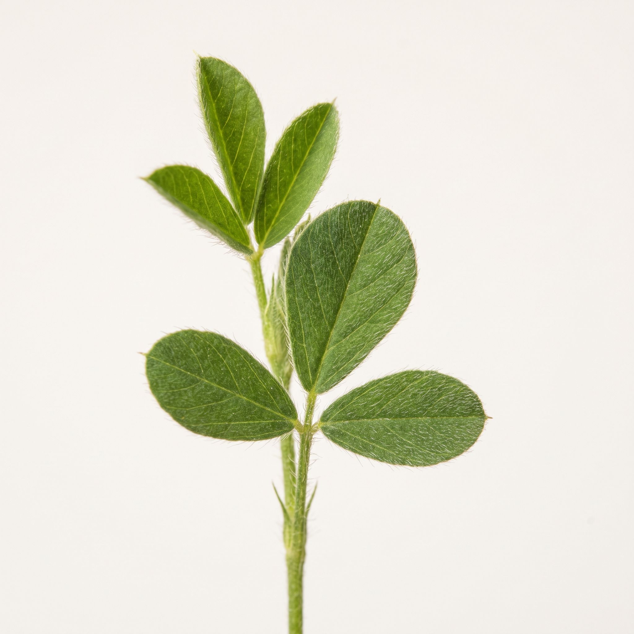 Desmodium Molliculum Leaf Extract - view 1