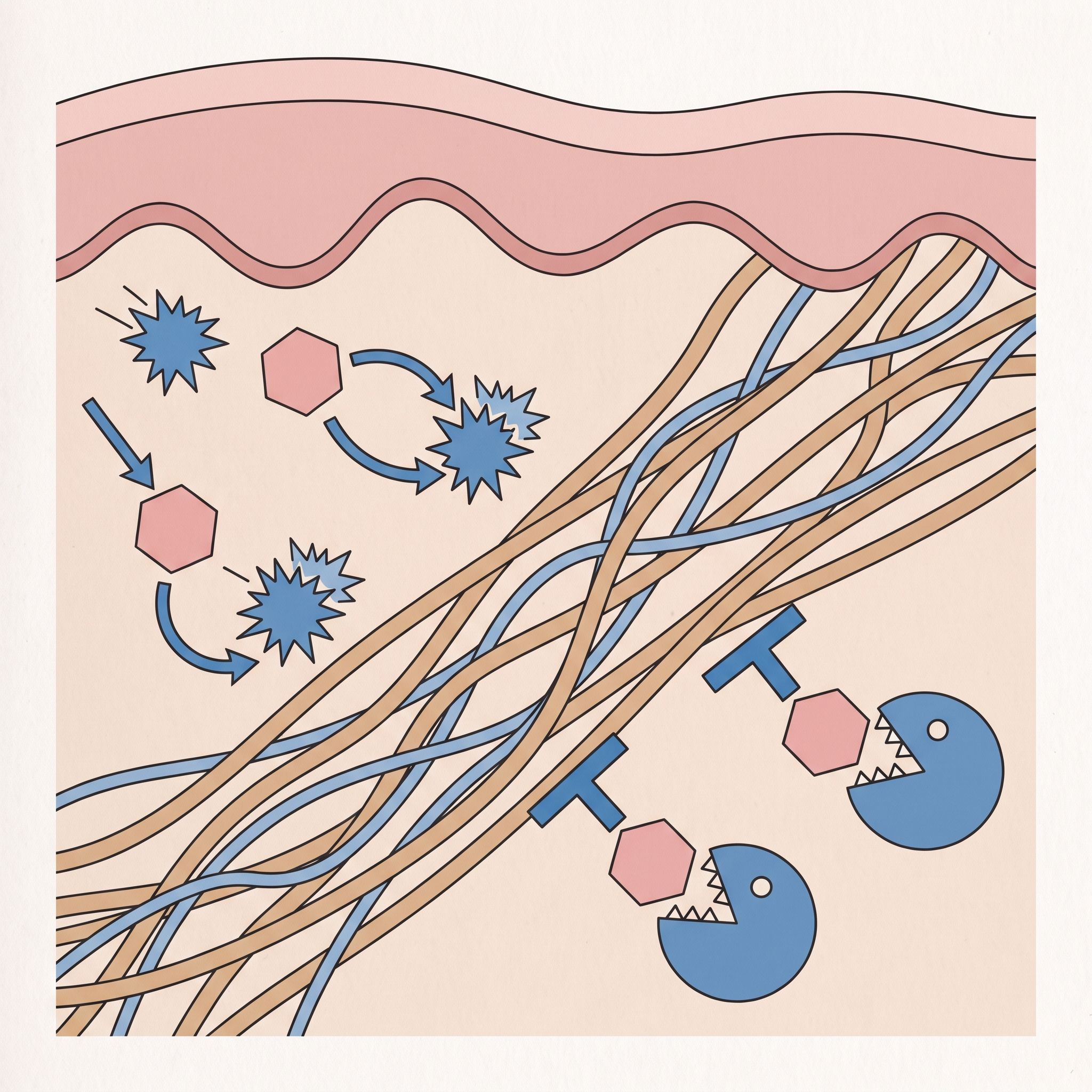 Dryopteris Filix-Mas Root Extract - view 3