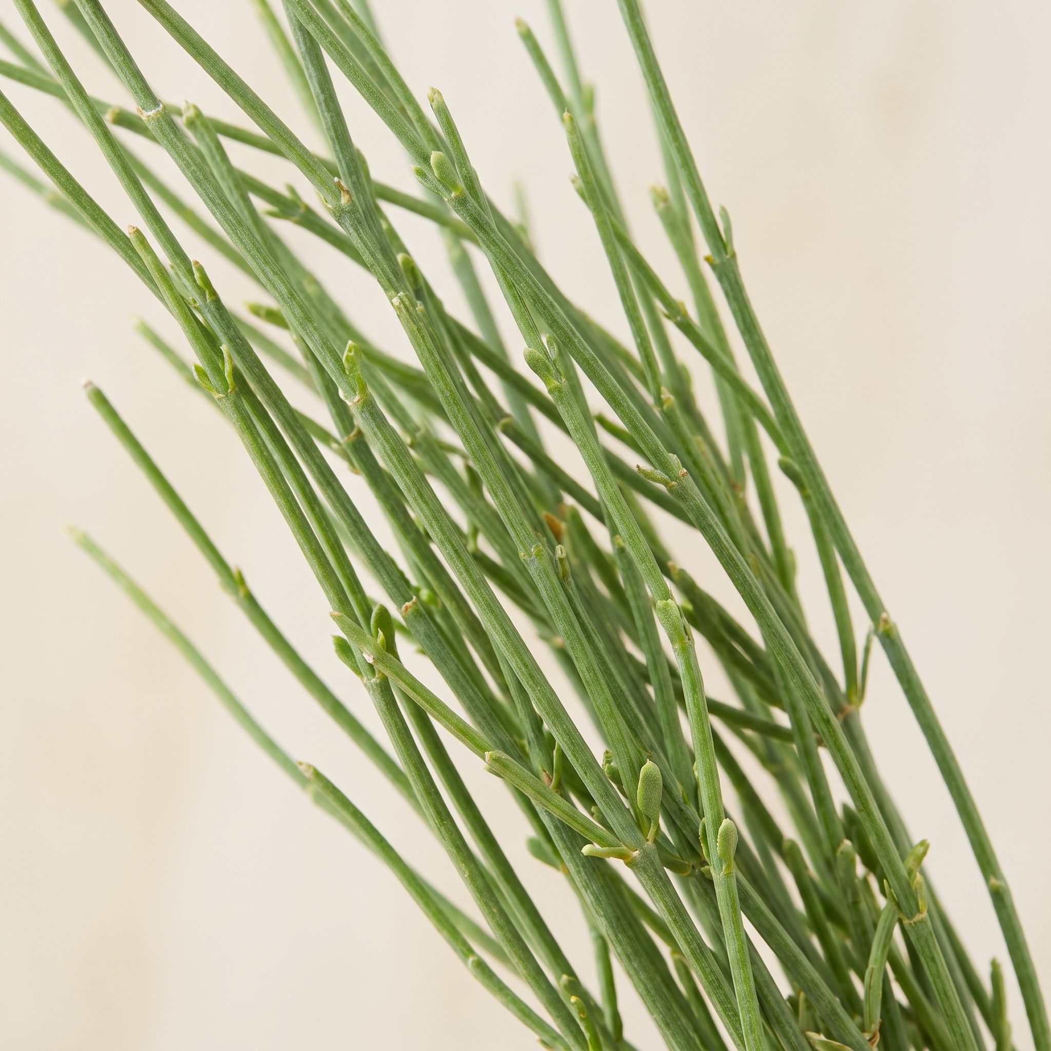 Ephedra Viridis Leaf Extract - view 1