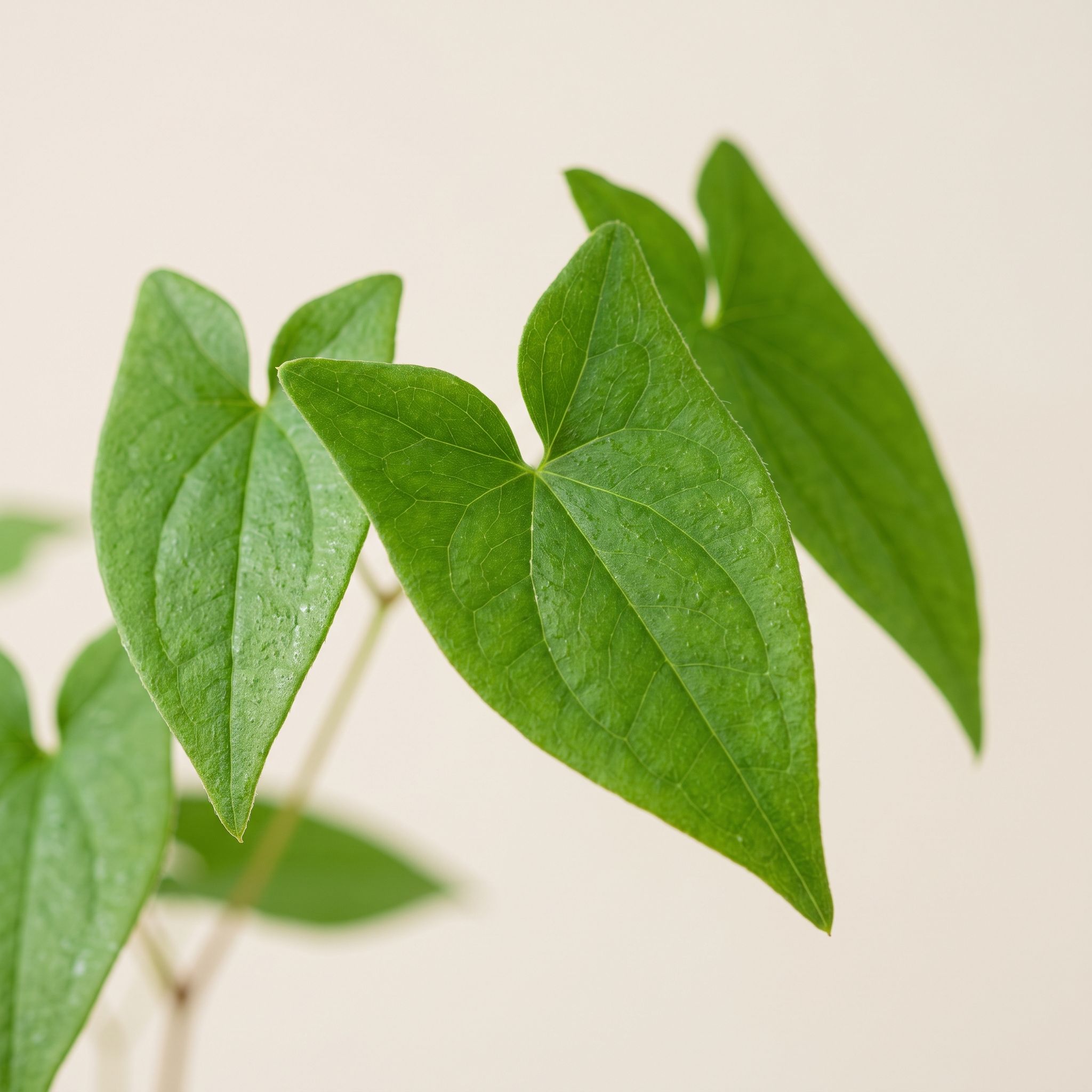 Epimedium Saggittatum Herb Extract - view 1