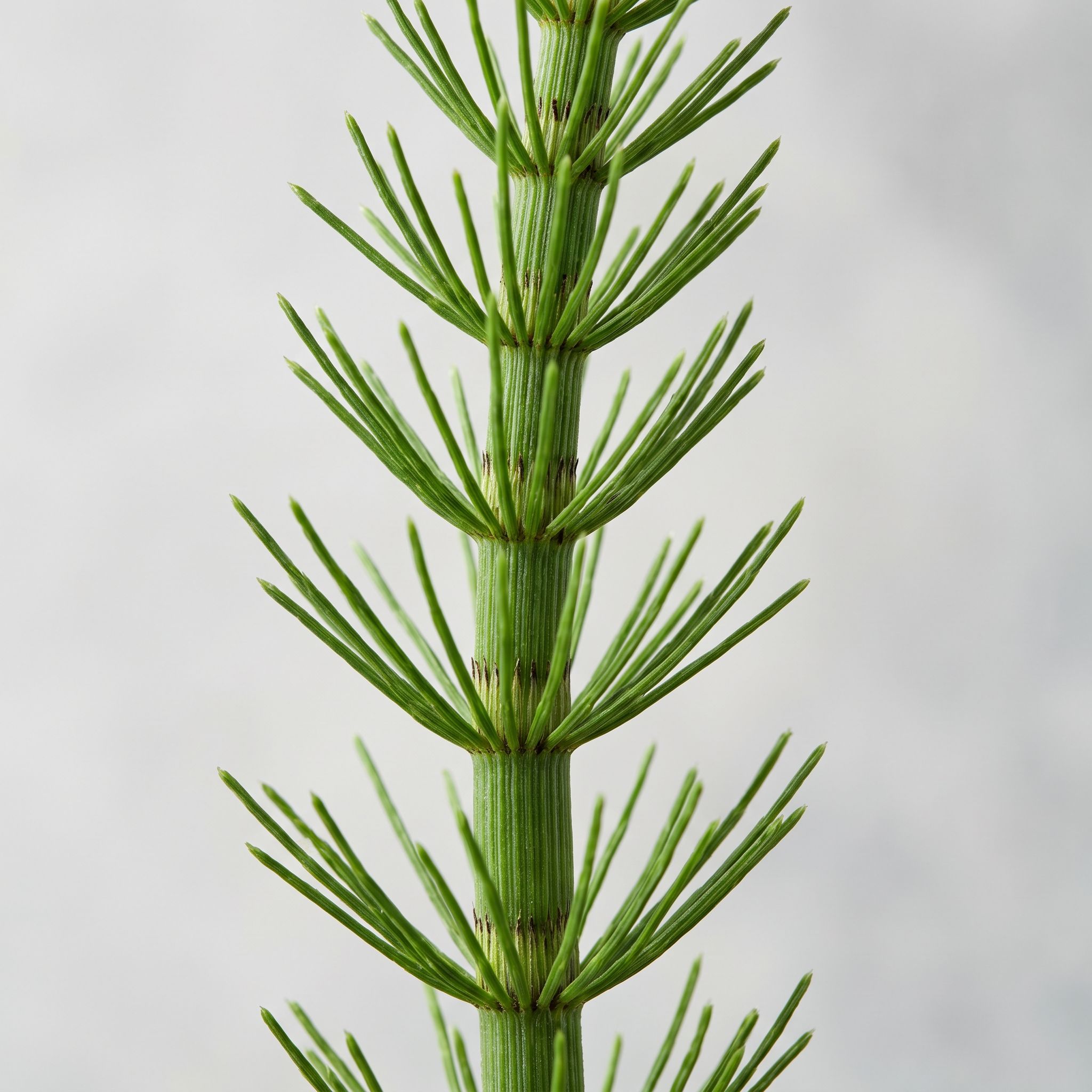 Equistum Arvense Herb Extract - view 1