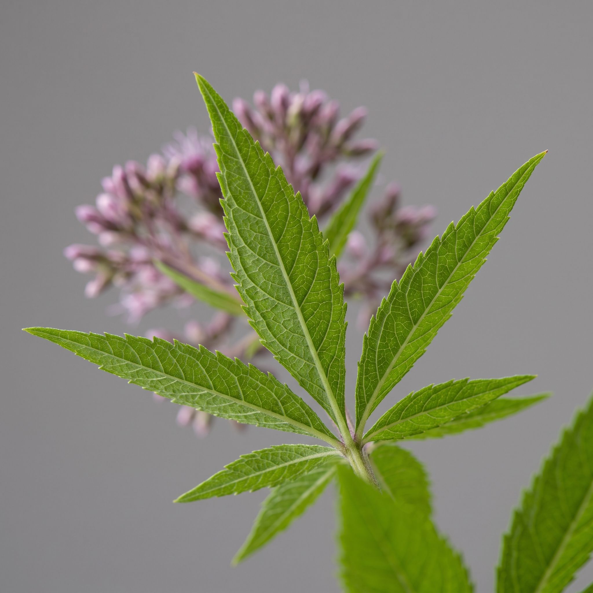 Eupatorium Purpureum Leaf Extract - view 1
