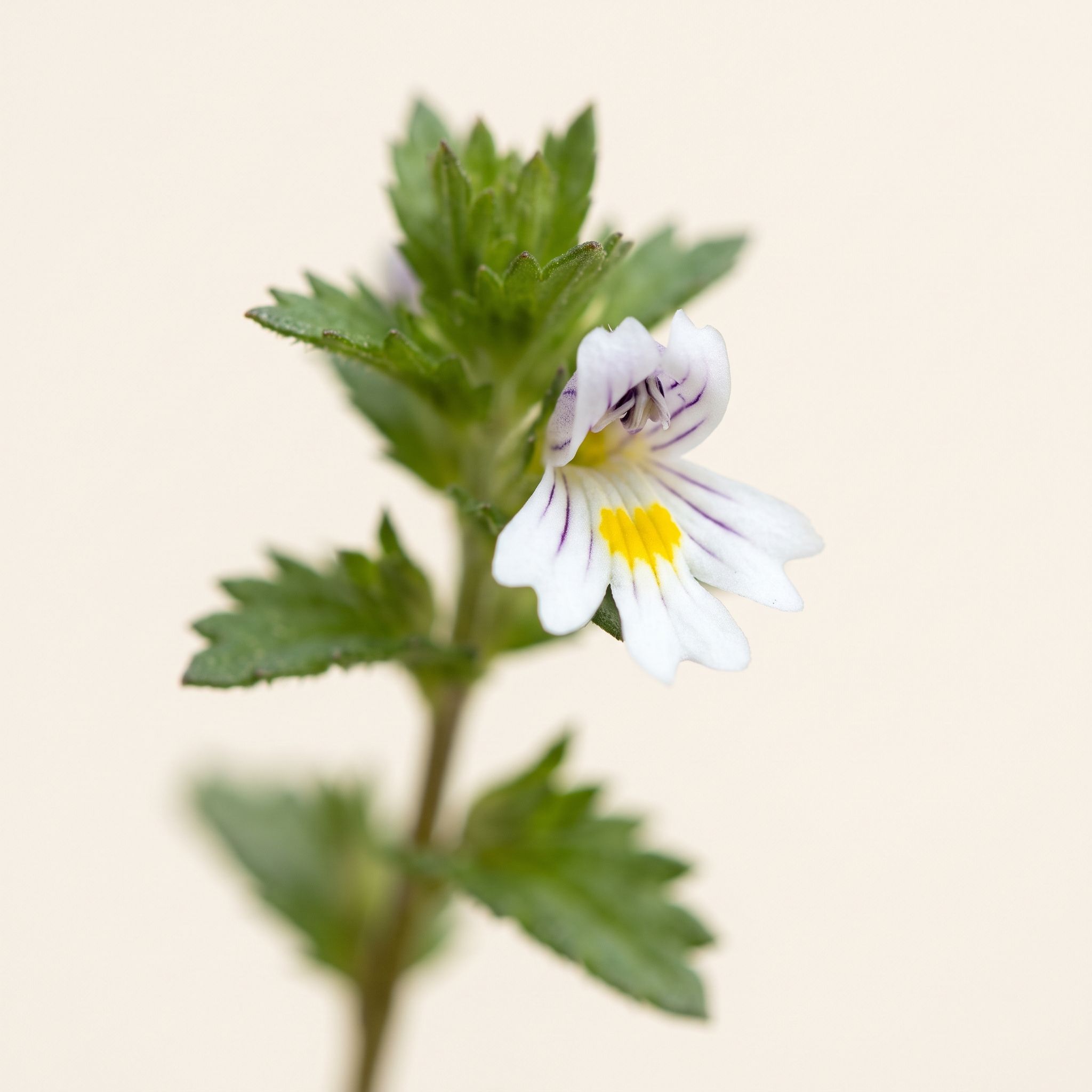 Euphrasia Officinalis Herb Extract - view 1
