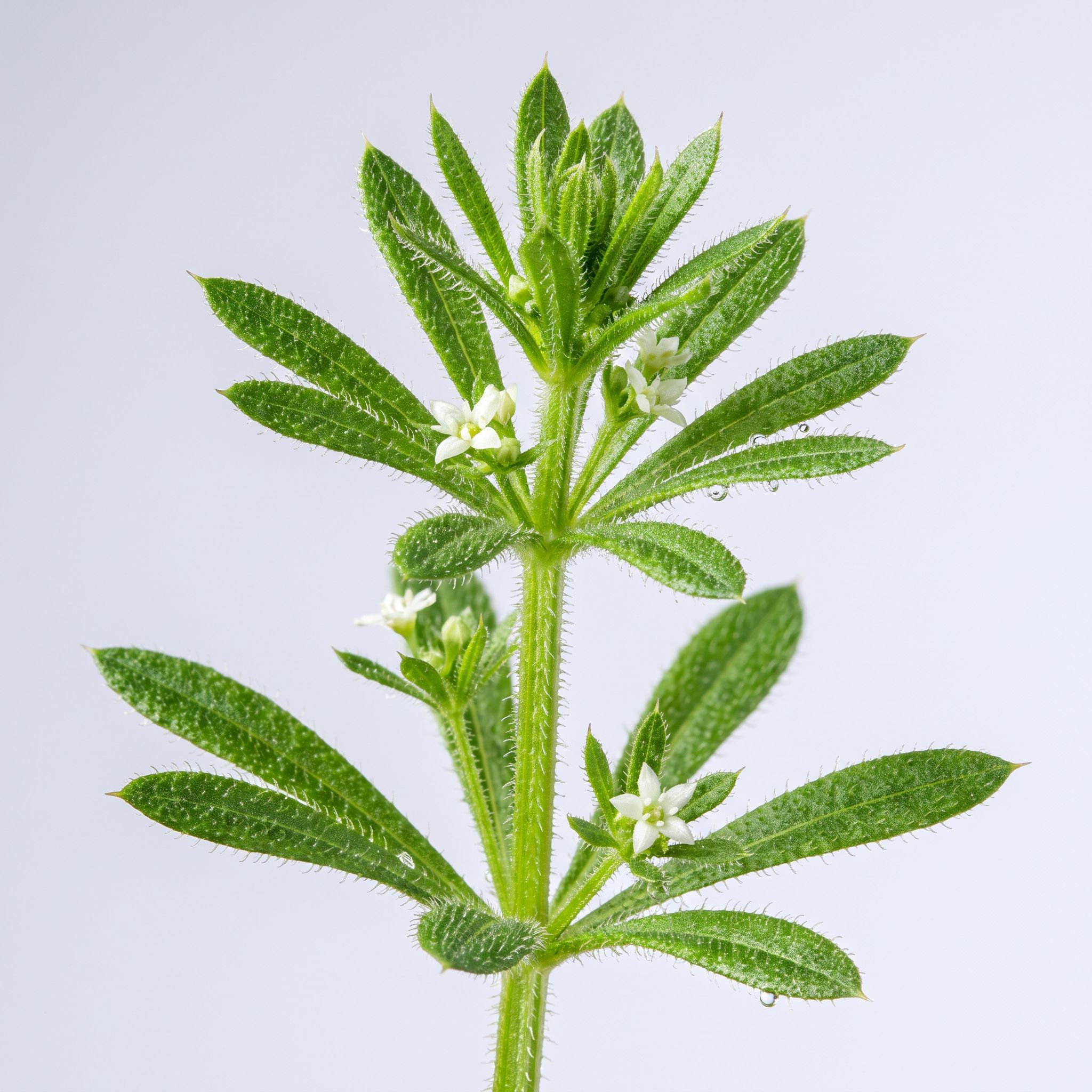 Galium Aparine Herb Extract - view 1