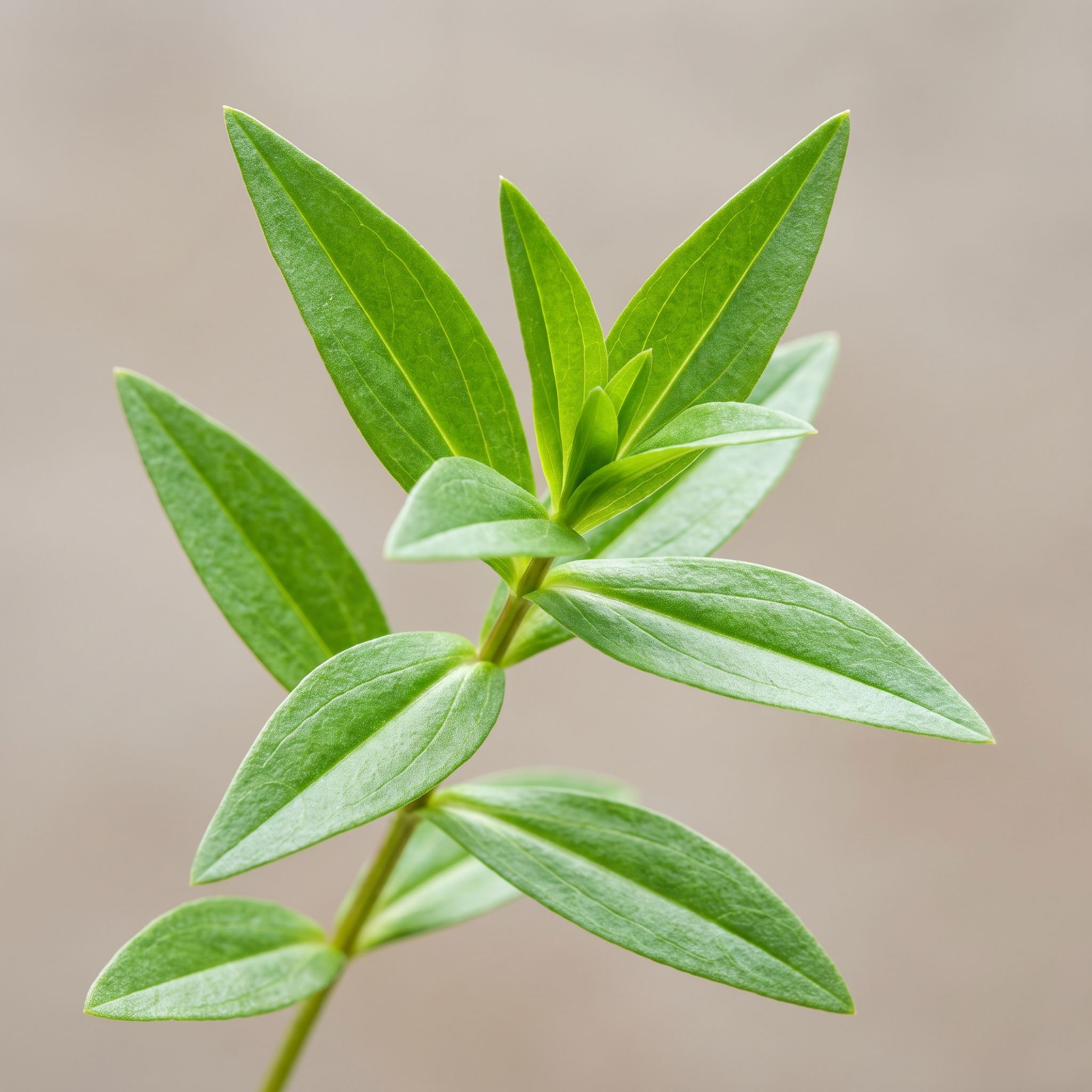 Gentianella Alborosea Leaf Extract - view 1
