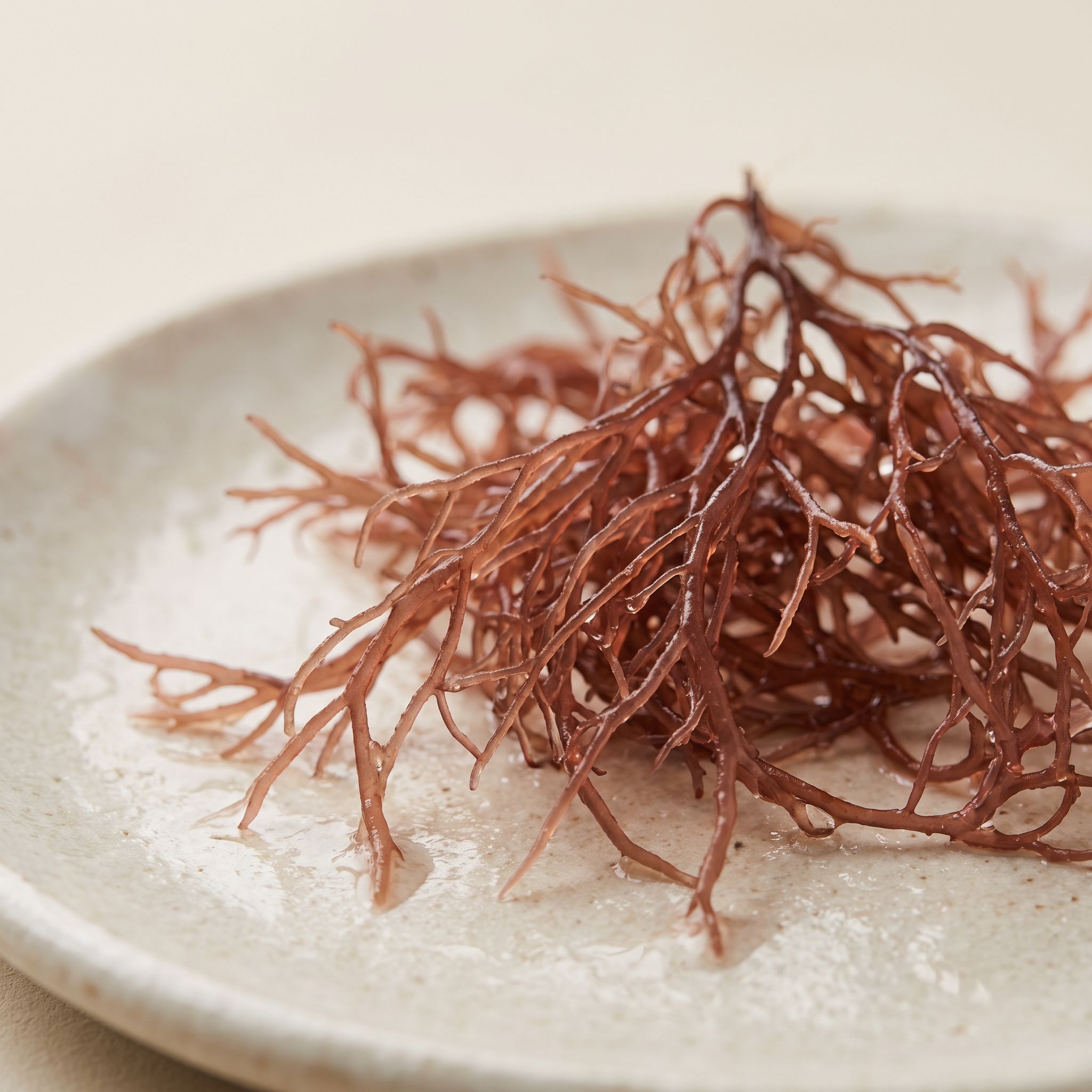 Gracilaria Gracilis Stem Extract - view 1