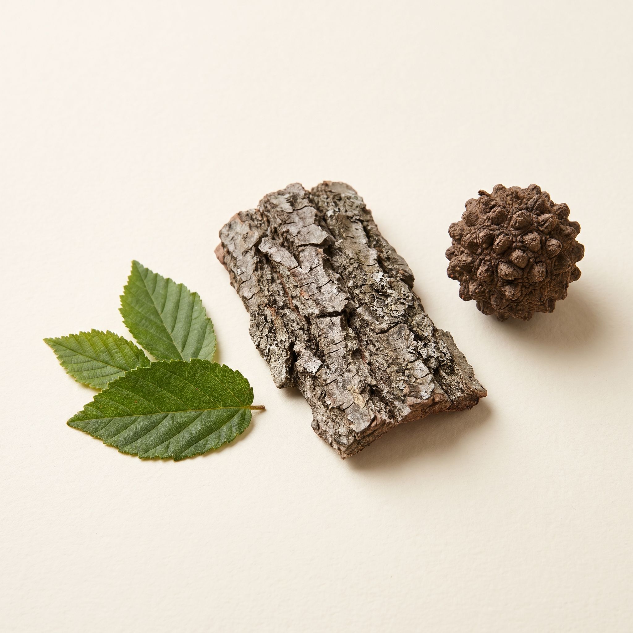 Guazuma Ulmifolia Bark Extract - view 1