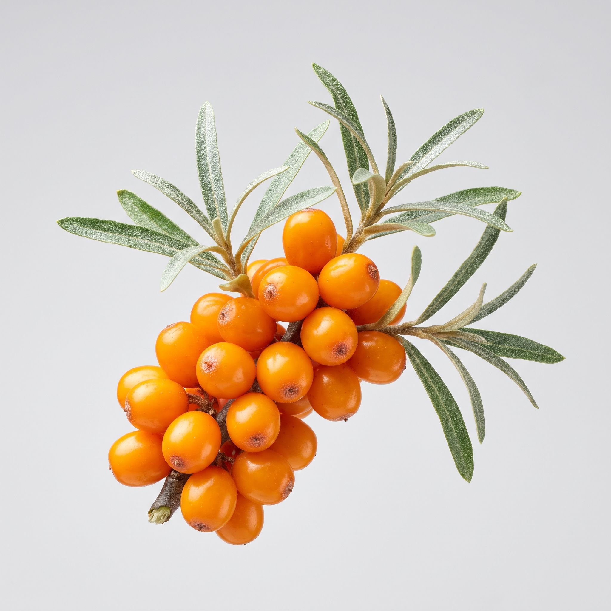 Hippophae Rhamnoids Fruit Extract - view 1
