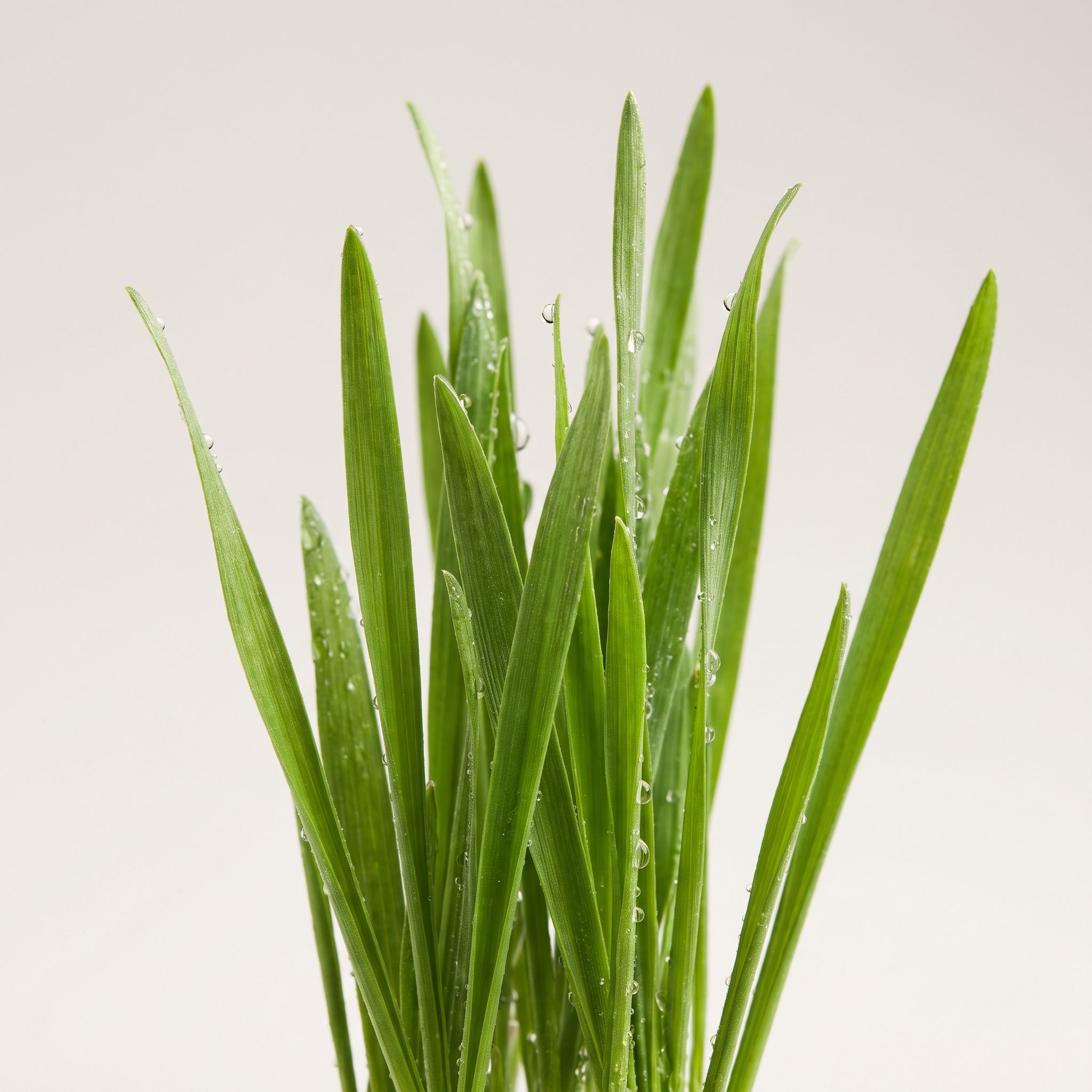 Hordeum Vulgare Leaf Extract - view 1