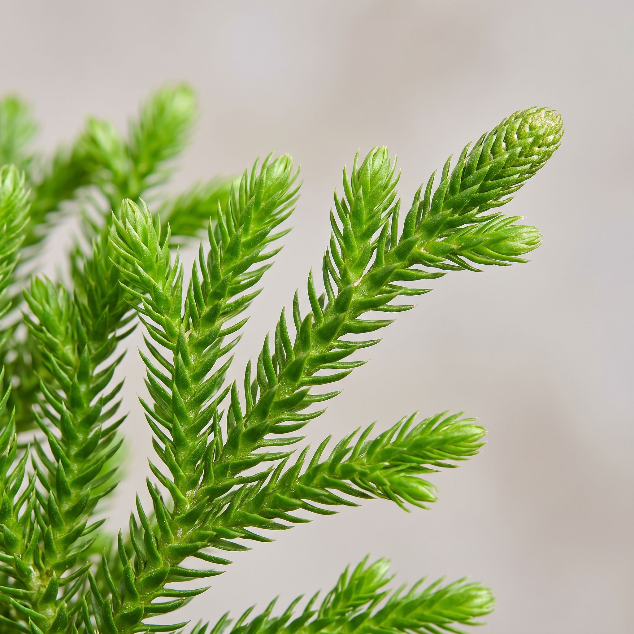 Huperzia Serrata Leaf Extract - view 1