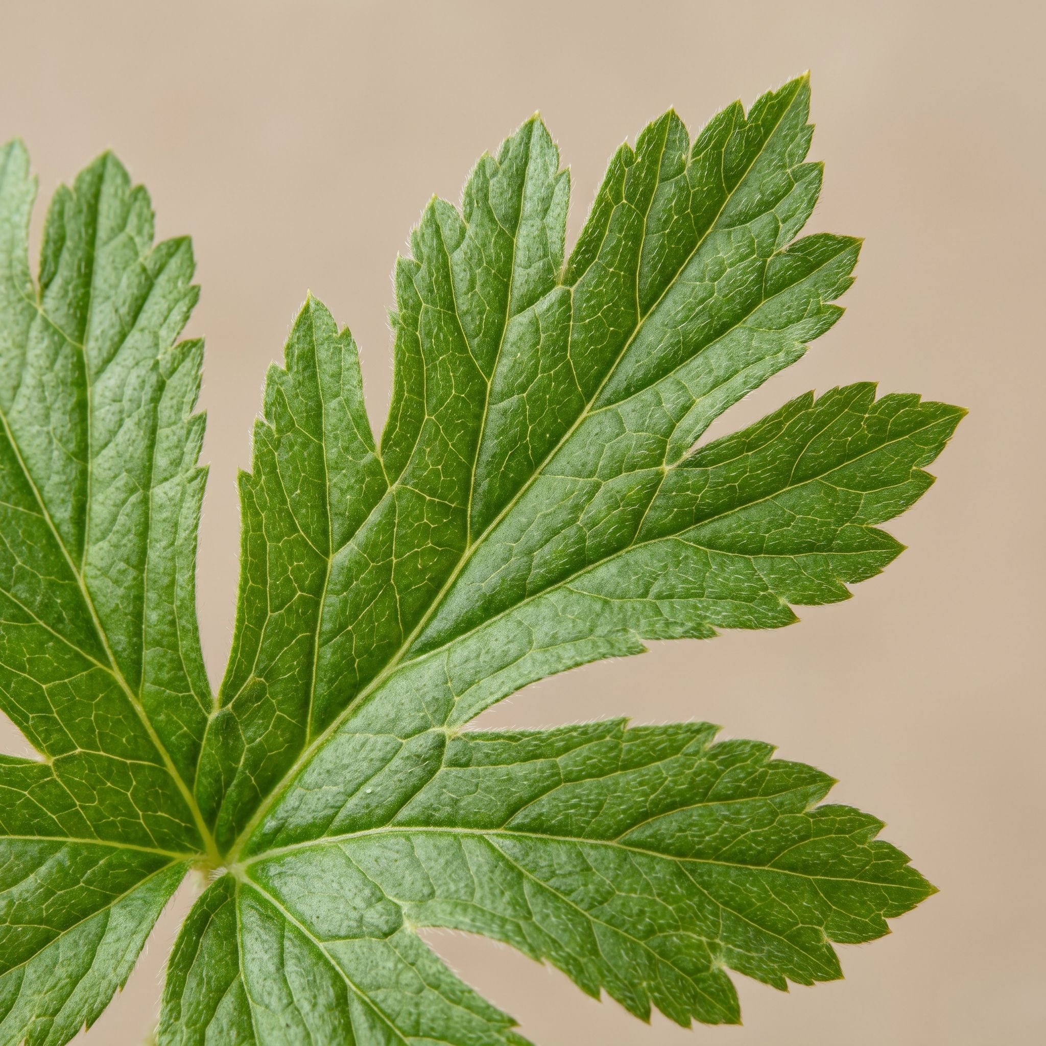 Hydrastis Canadensis Herb Extract - view 1