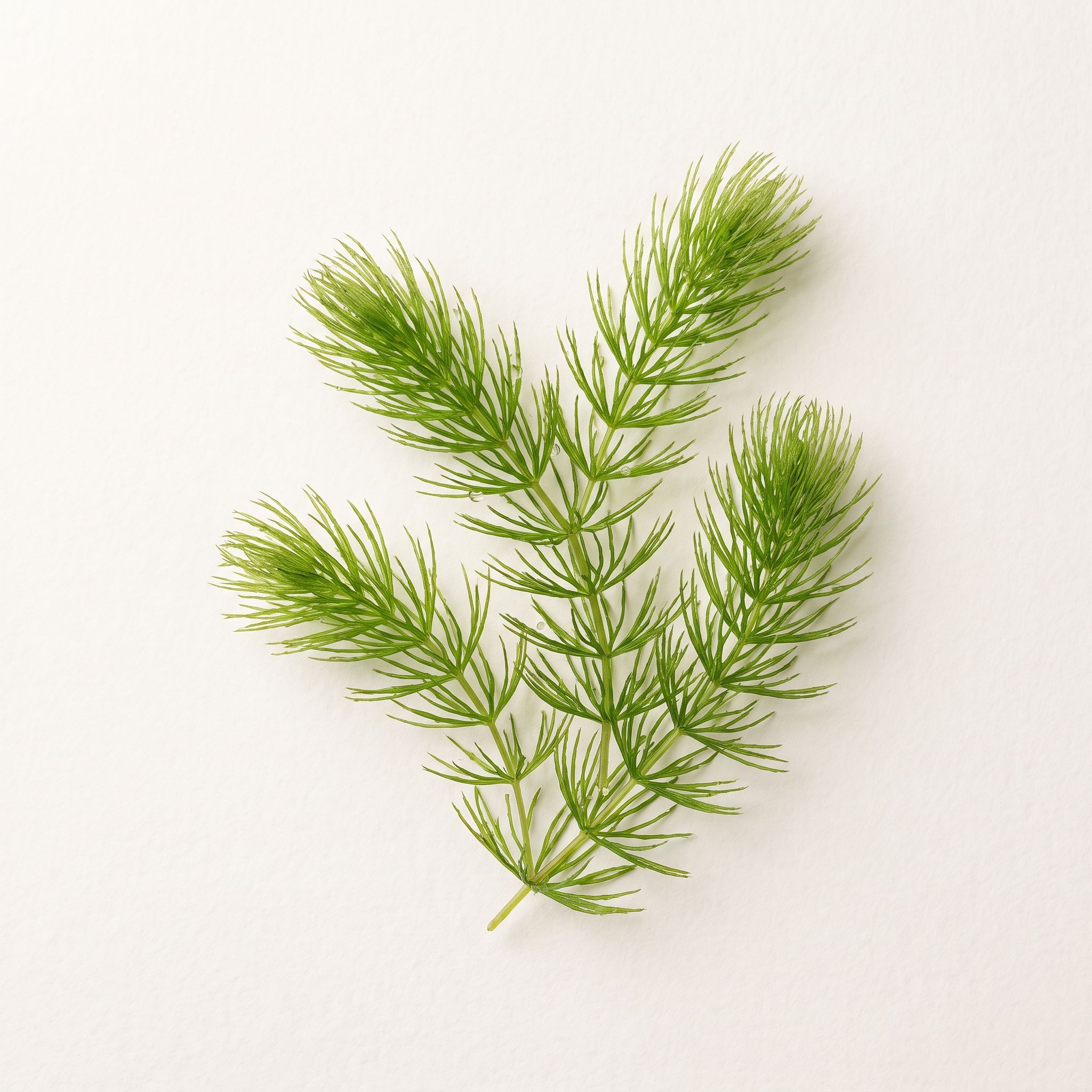 Hydrilla Verticillata Extract - view 1