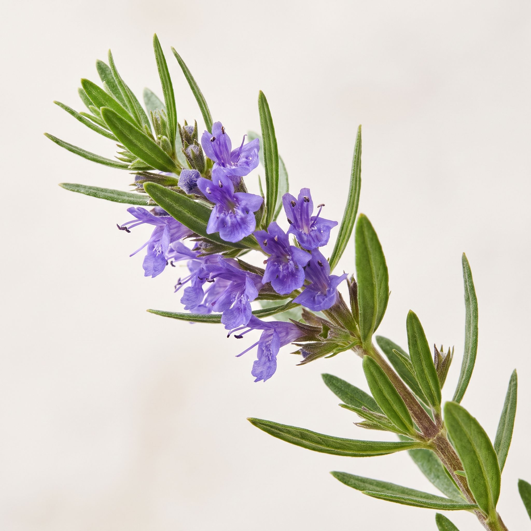 Hyssopus Officinalis Leaf/Stem Extract - view 1