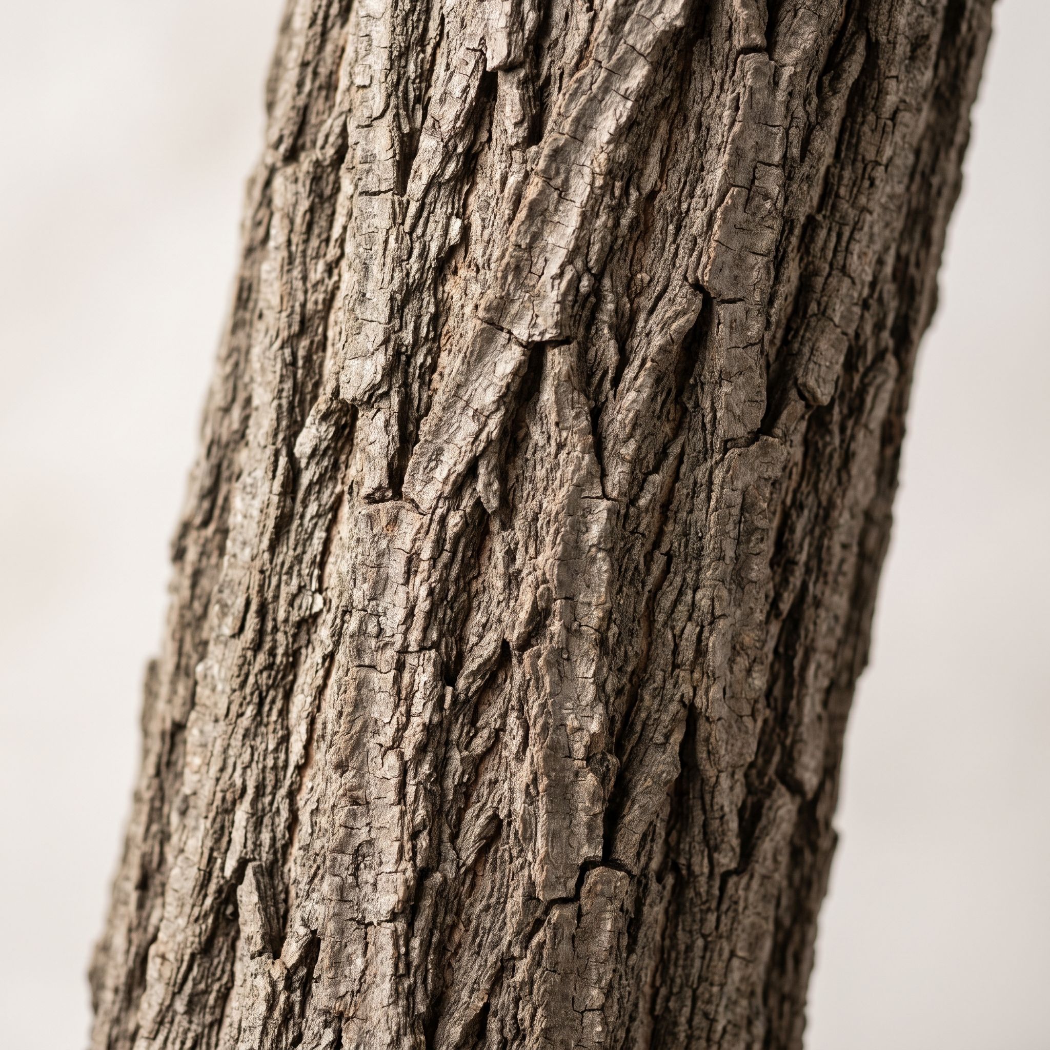 Juglans Cineraria Bark Extract - view 1