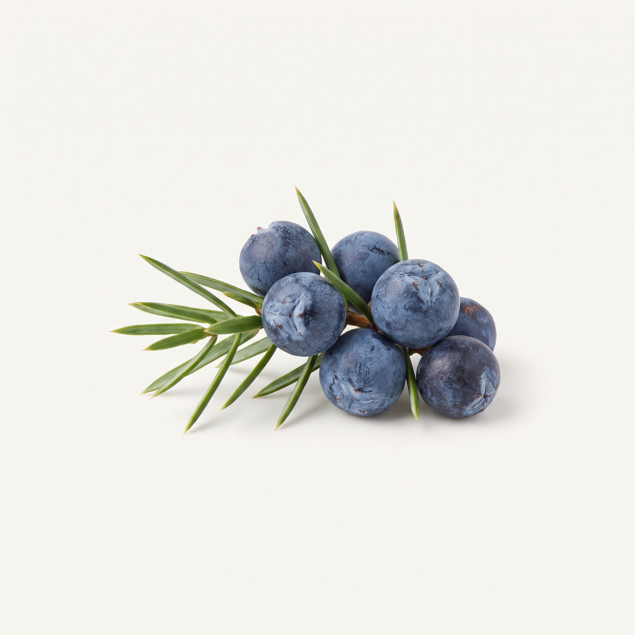 Juniper Communis Fruit Extract - view 1