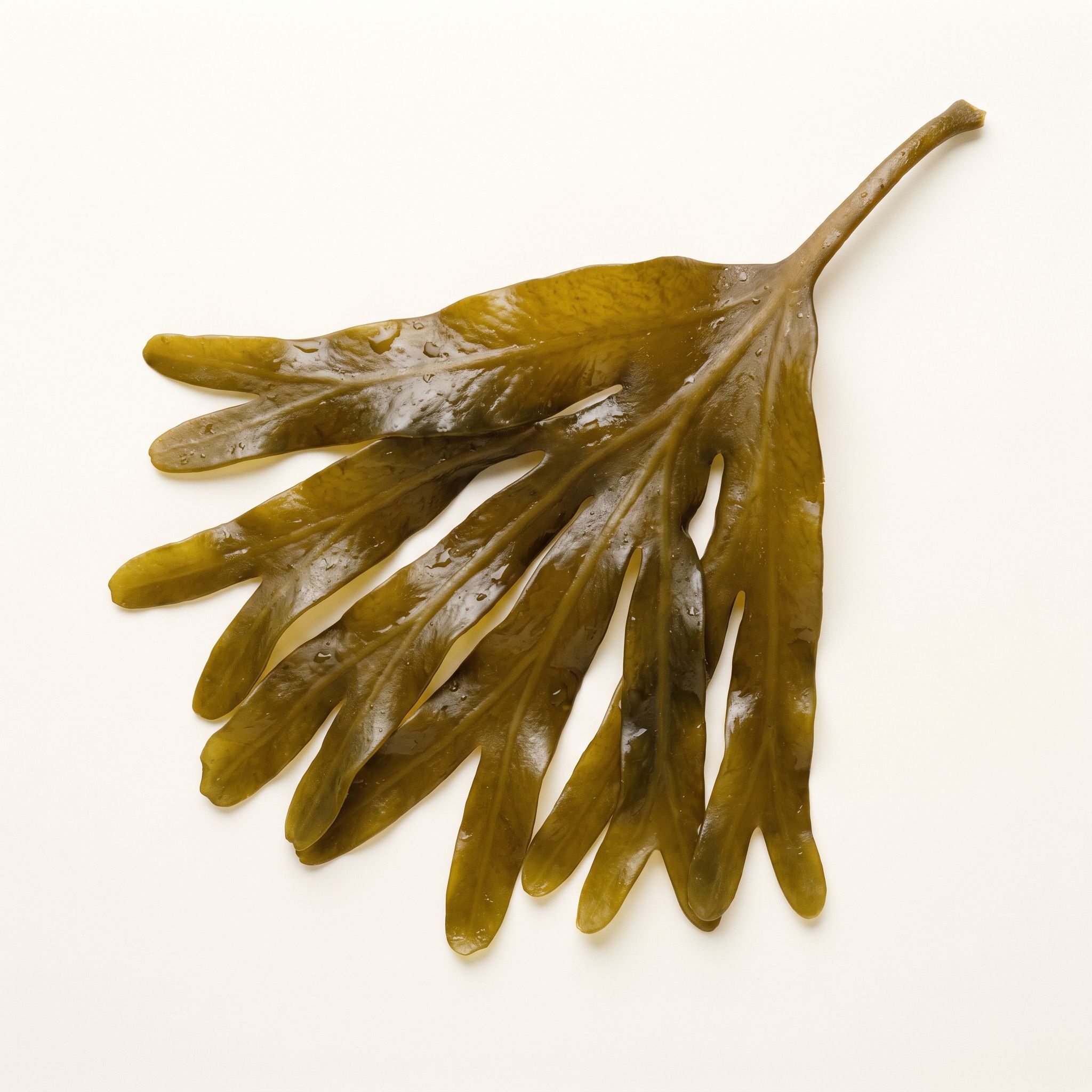 Laminara Digitata Extract - view 1