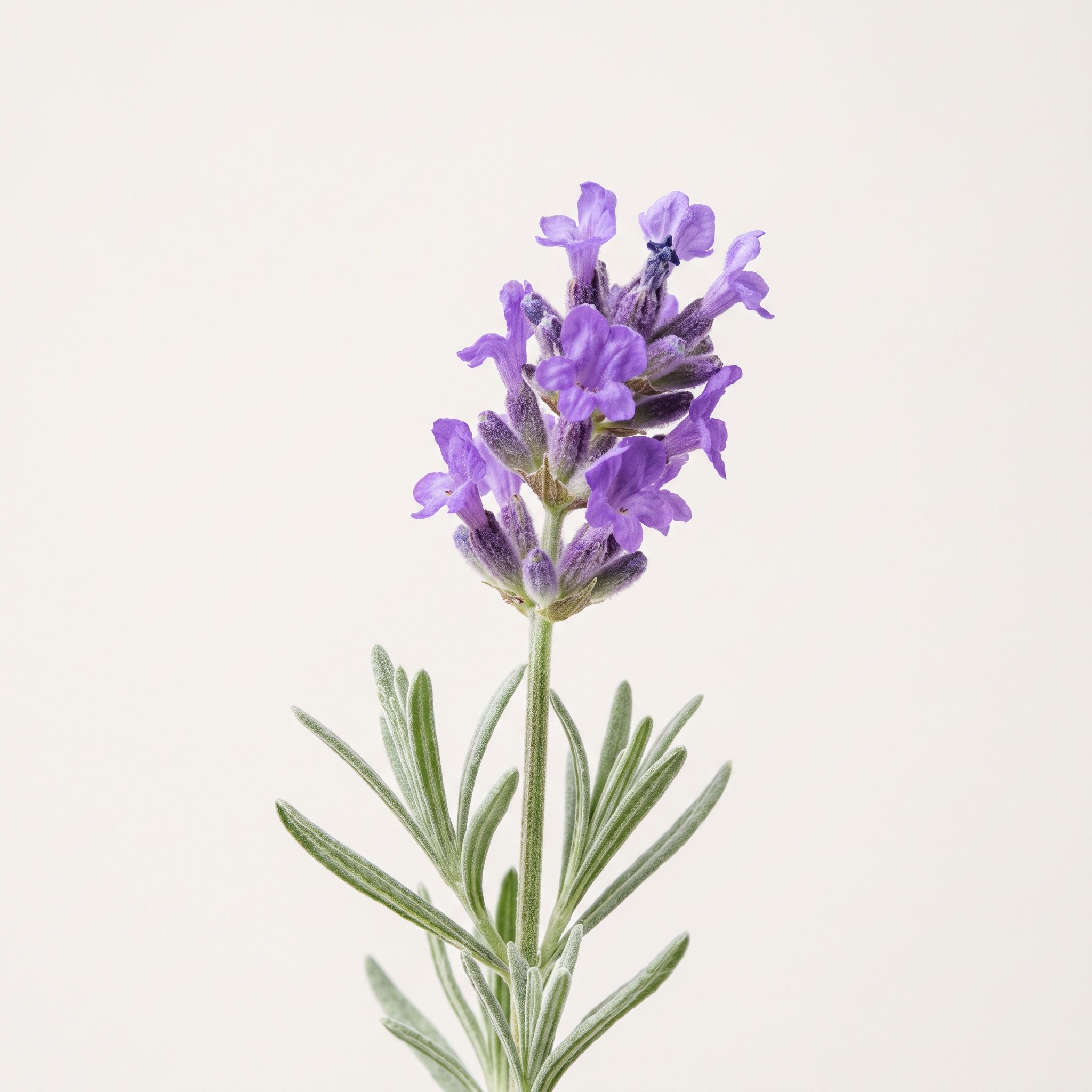 Lavandula Angustifolia Flower Extract - view 1