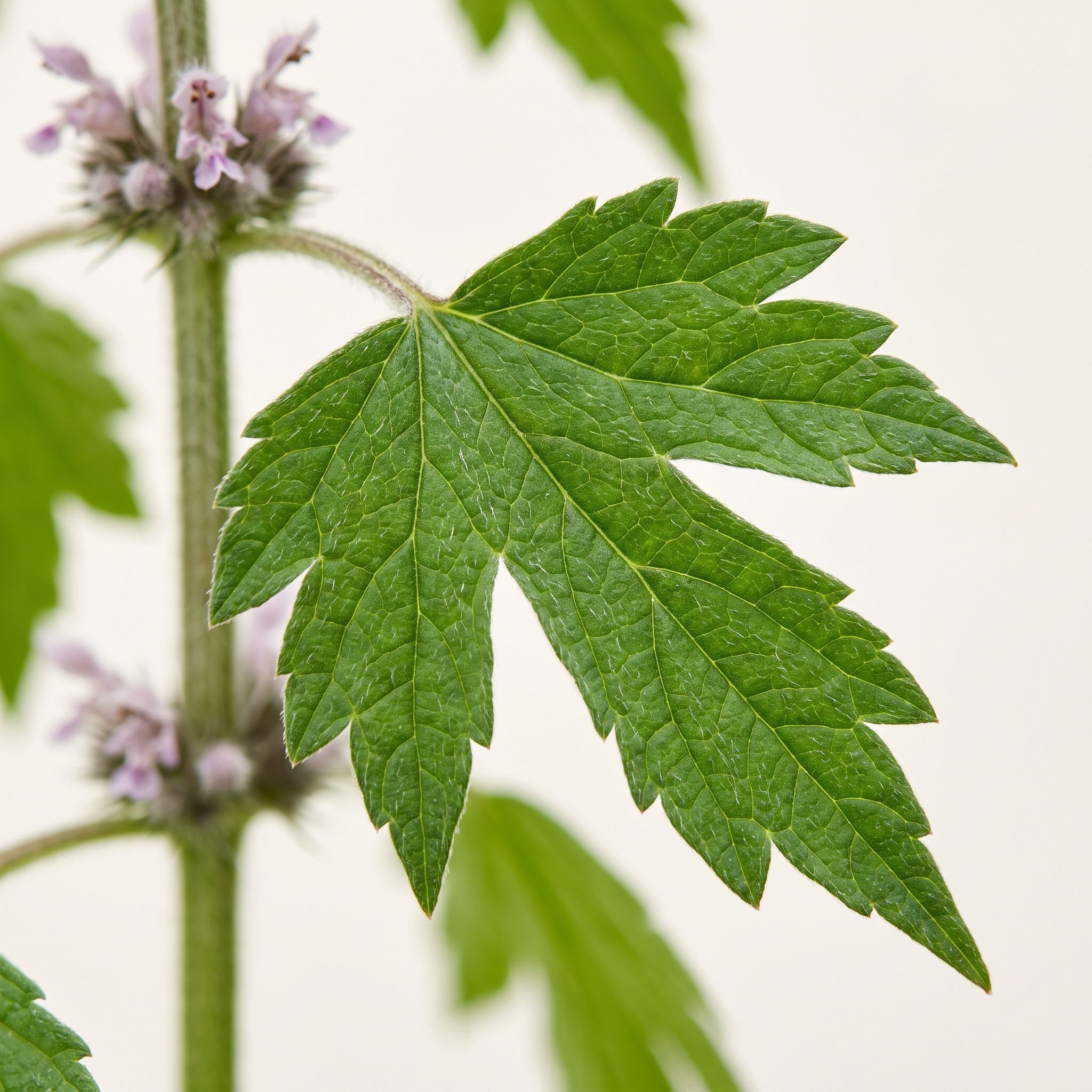 Leonurus Cardiaca Leaf Extract - view 1