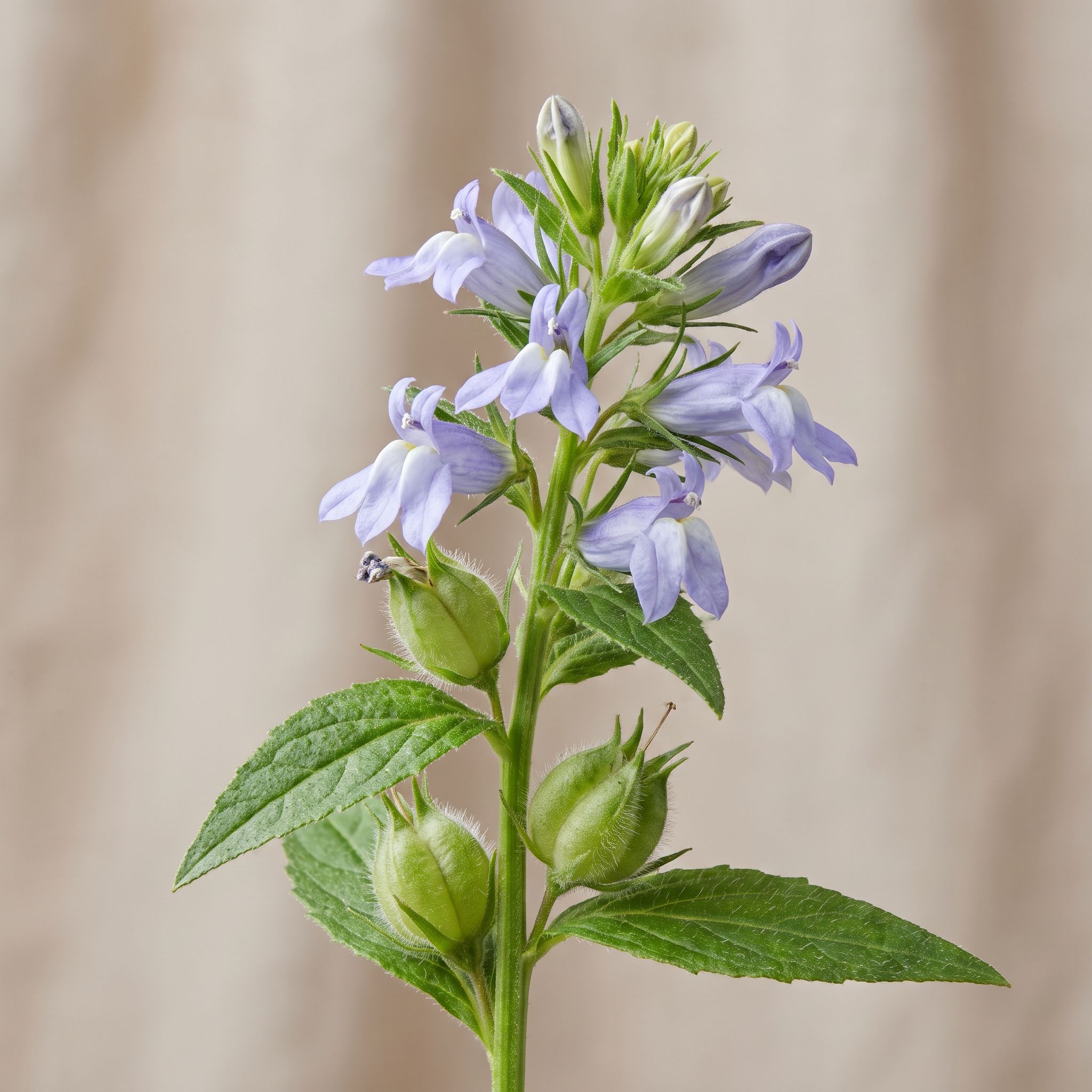Lobelia Inflate Herb Extract - view 1